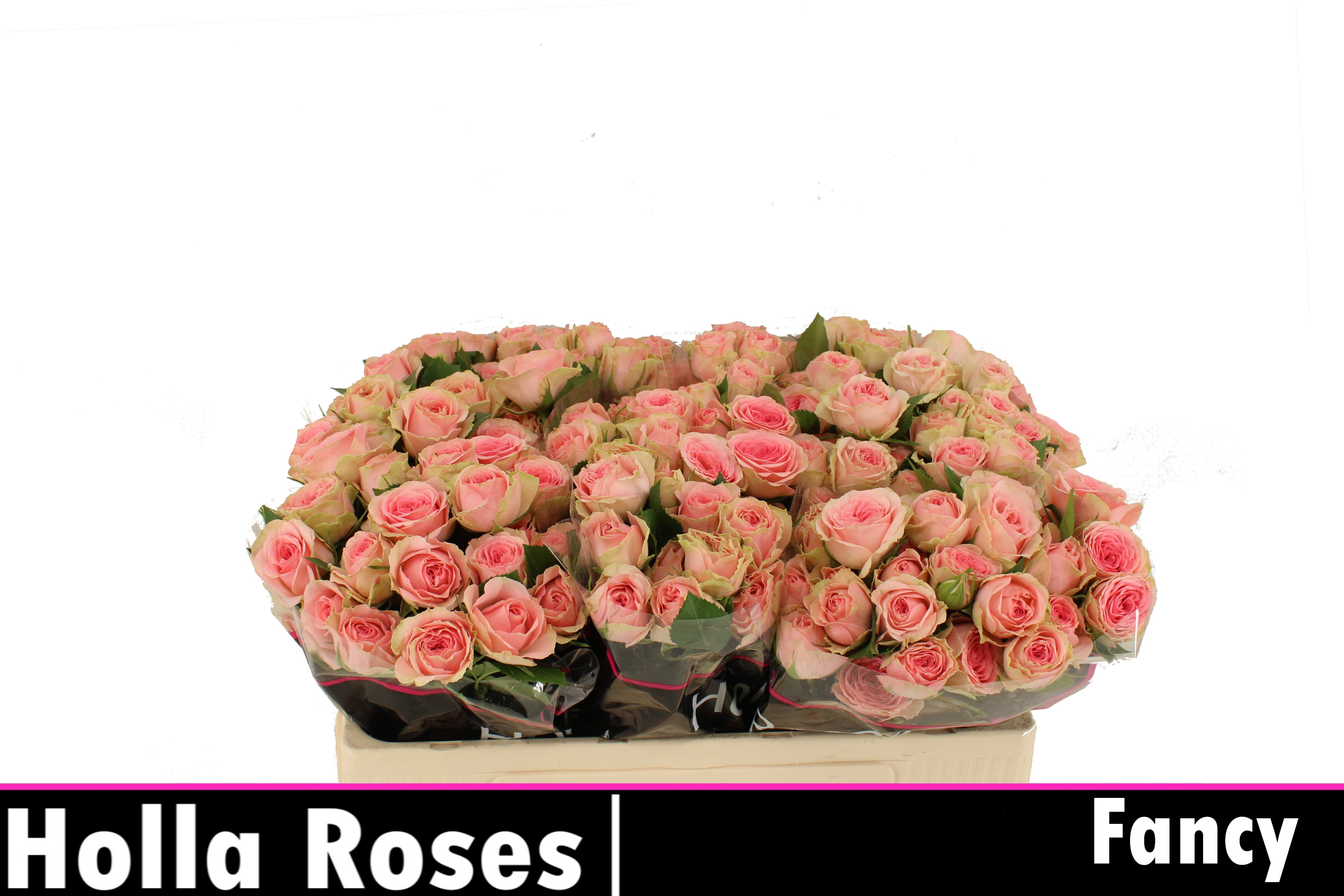 Rosa Spr Fancy 50cm