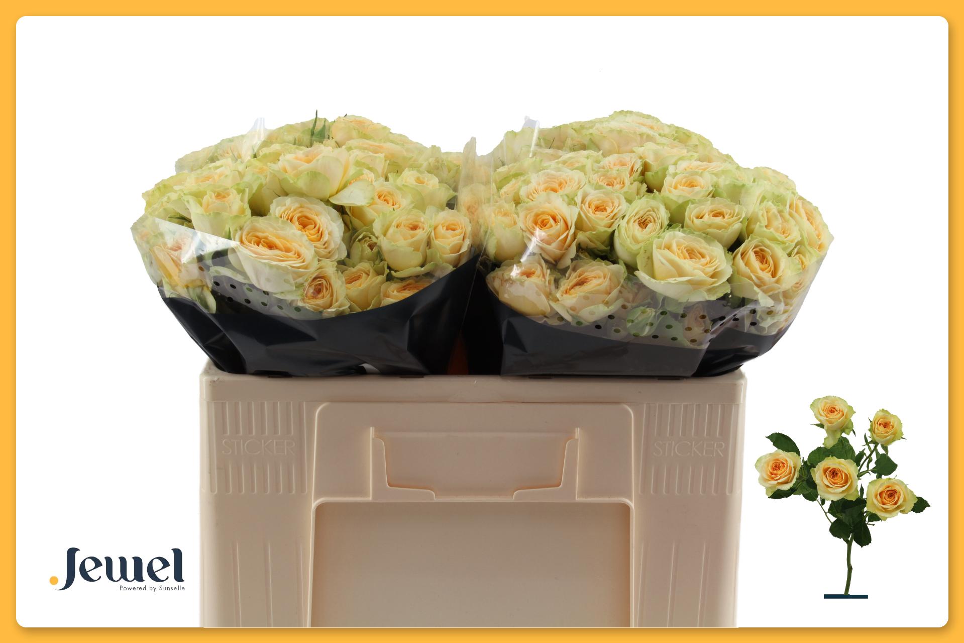 Rosa Spr Bandolero 50cm