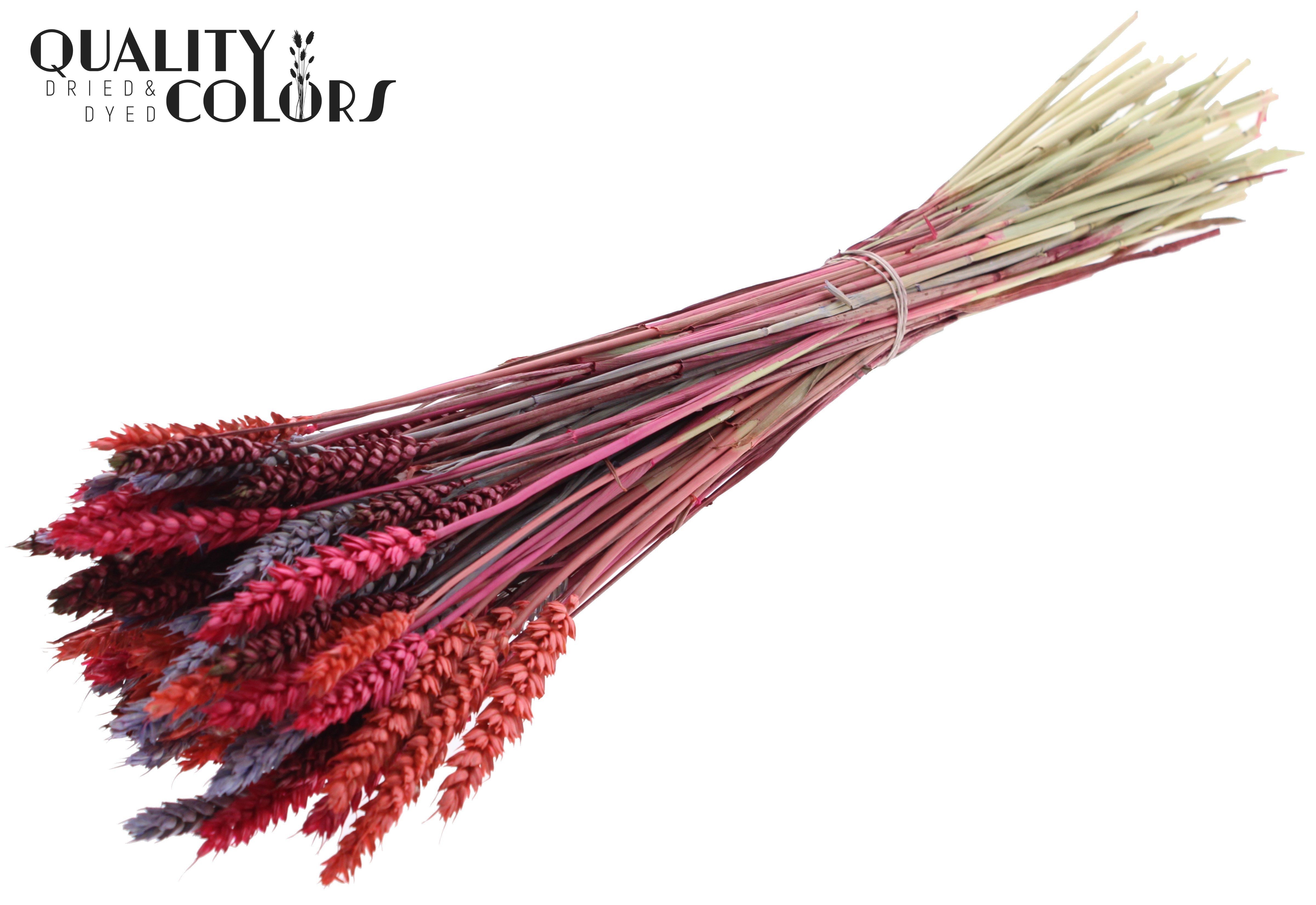 Triticum Pastel Prism Per Bunch 60cm