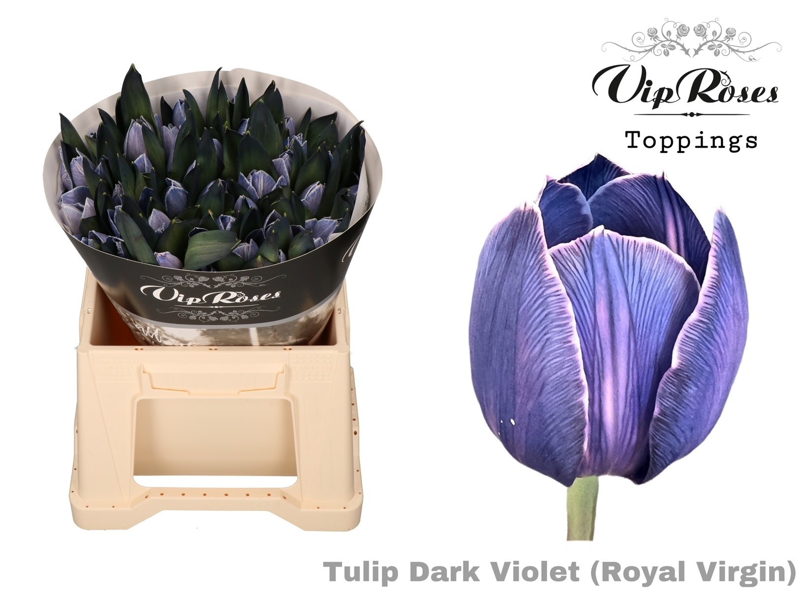 Tu En Rv Dark Violet 38 cm