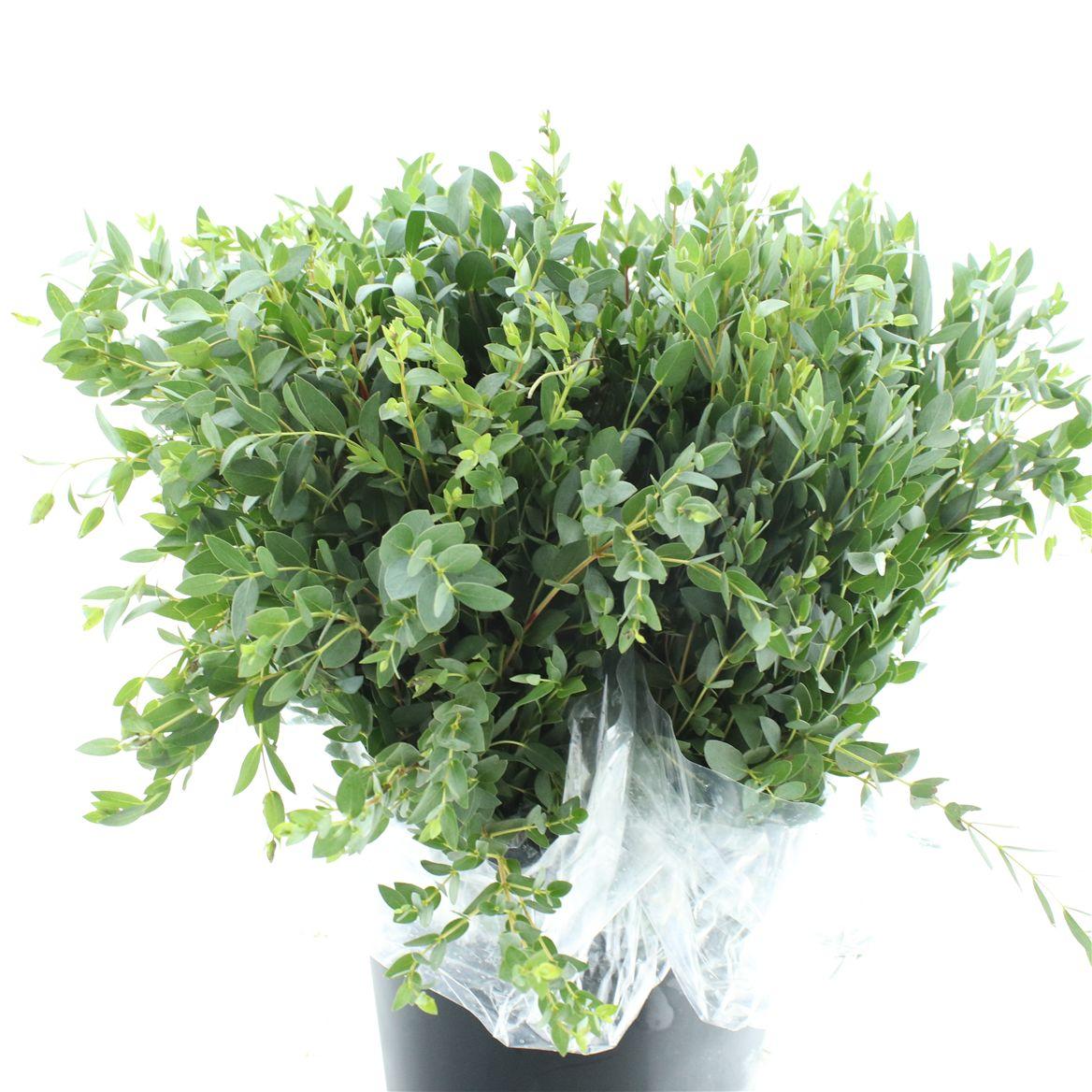 Euca Parvifolia Kort 200 Gram
