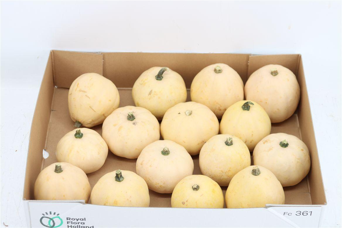Sier Cuc P Snowball X15