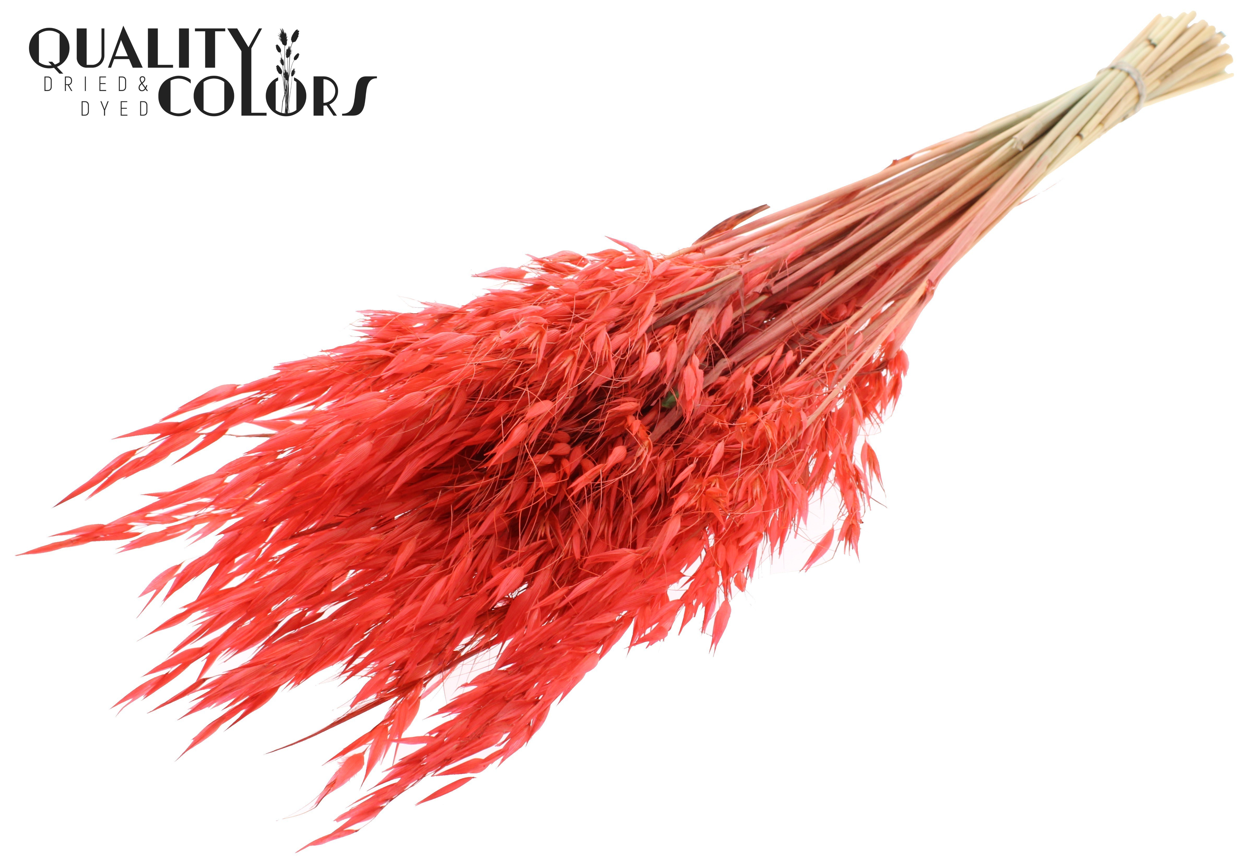 Avena Coral Per Bunch 70cm