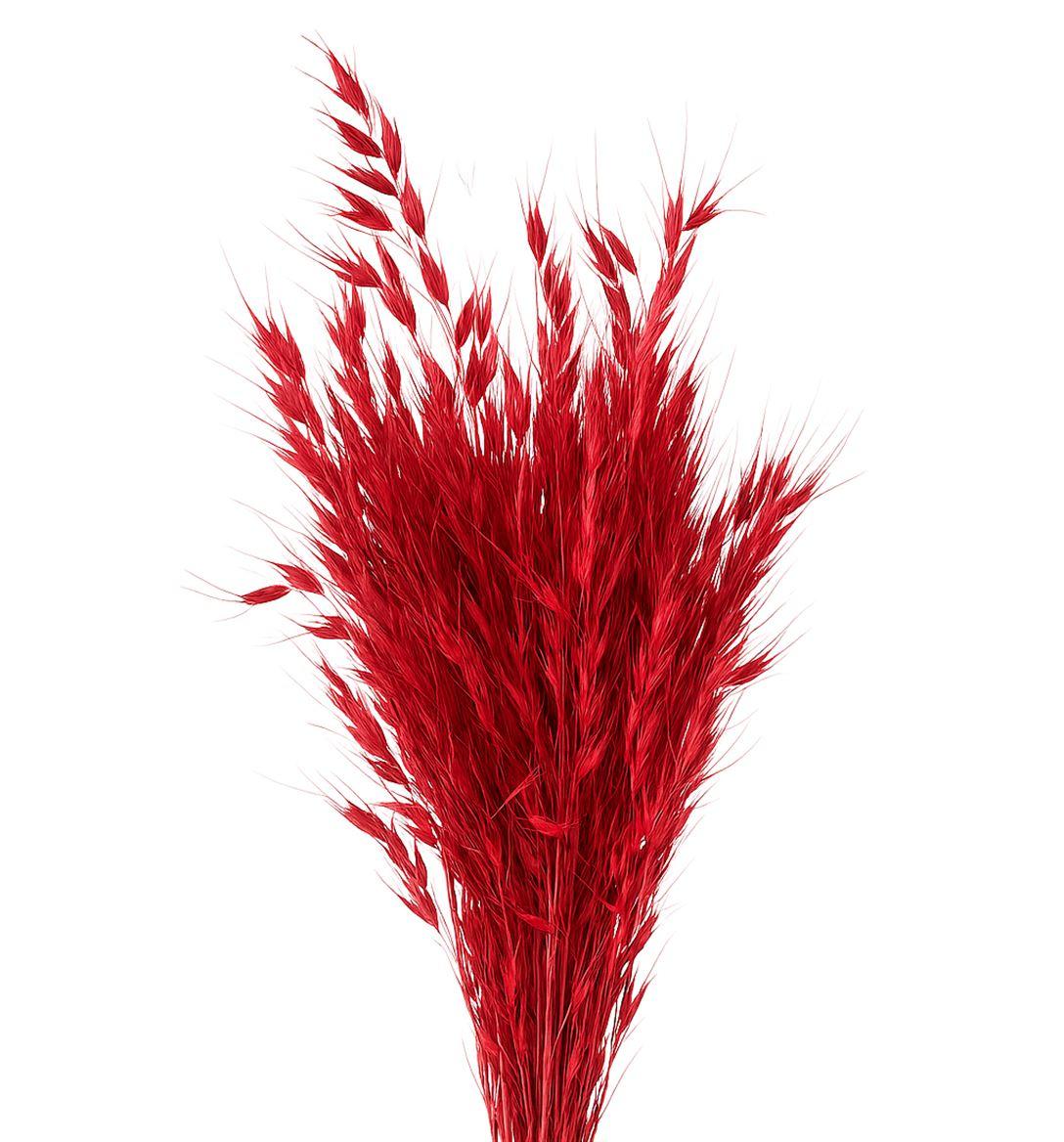 Dried Avena Wild X5 Red Bunch
