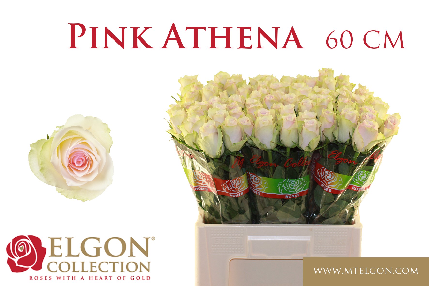 R Gr Pink Athena
