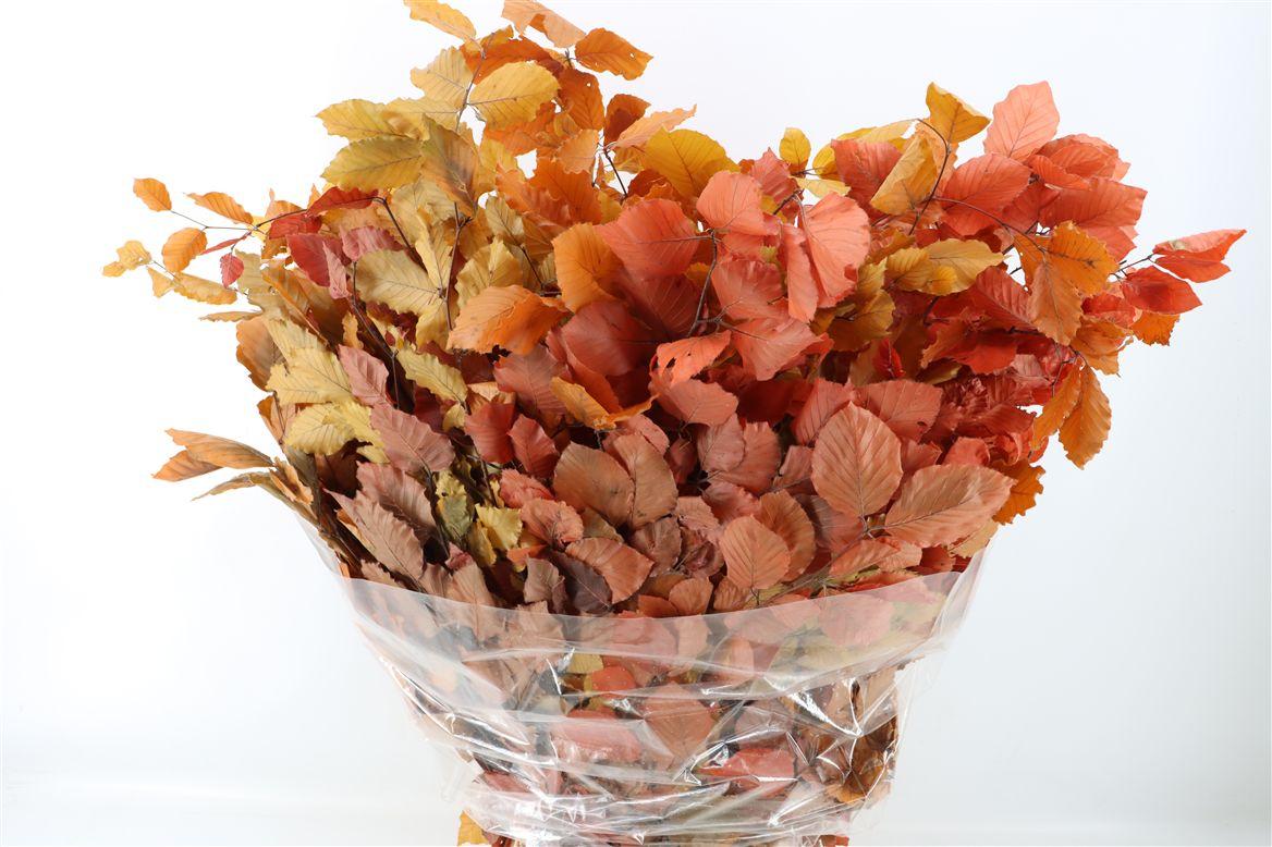 Pres Beuk Autumn P Bunch