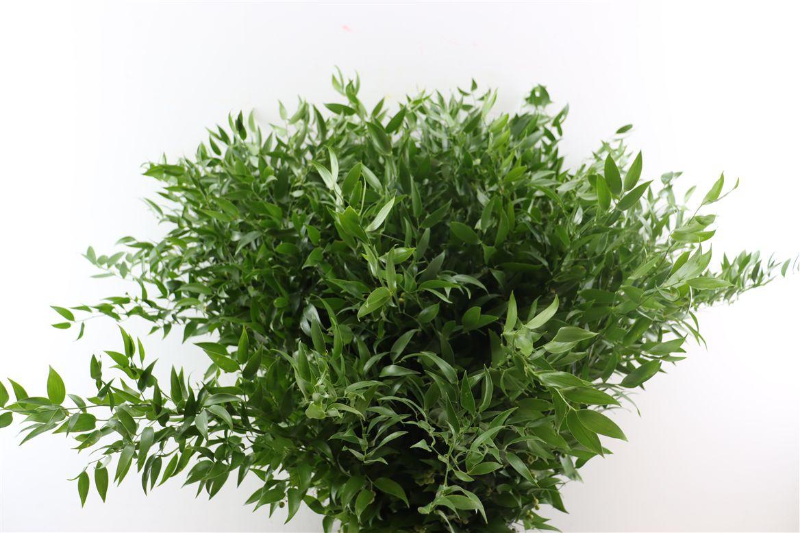 Ruscus Medium 200gr P Bunch