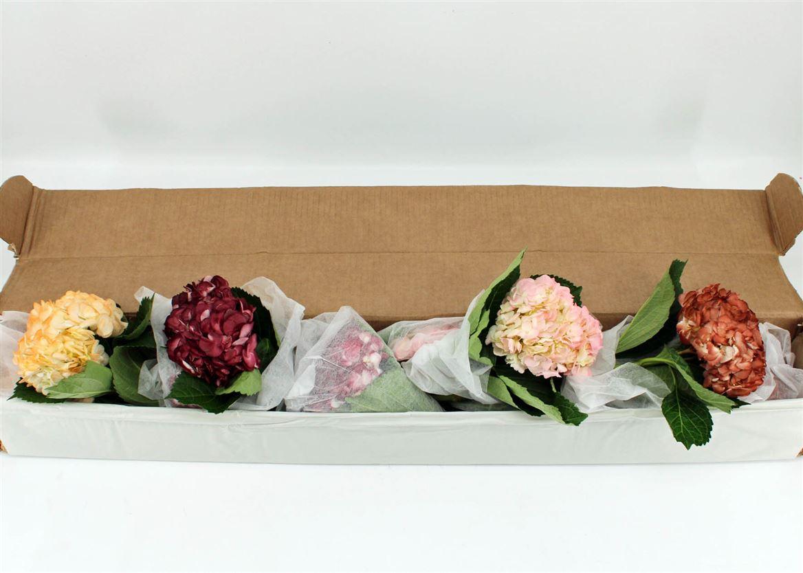 Hydr M Wedding Mix Box X12