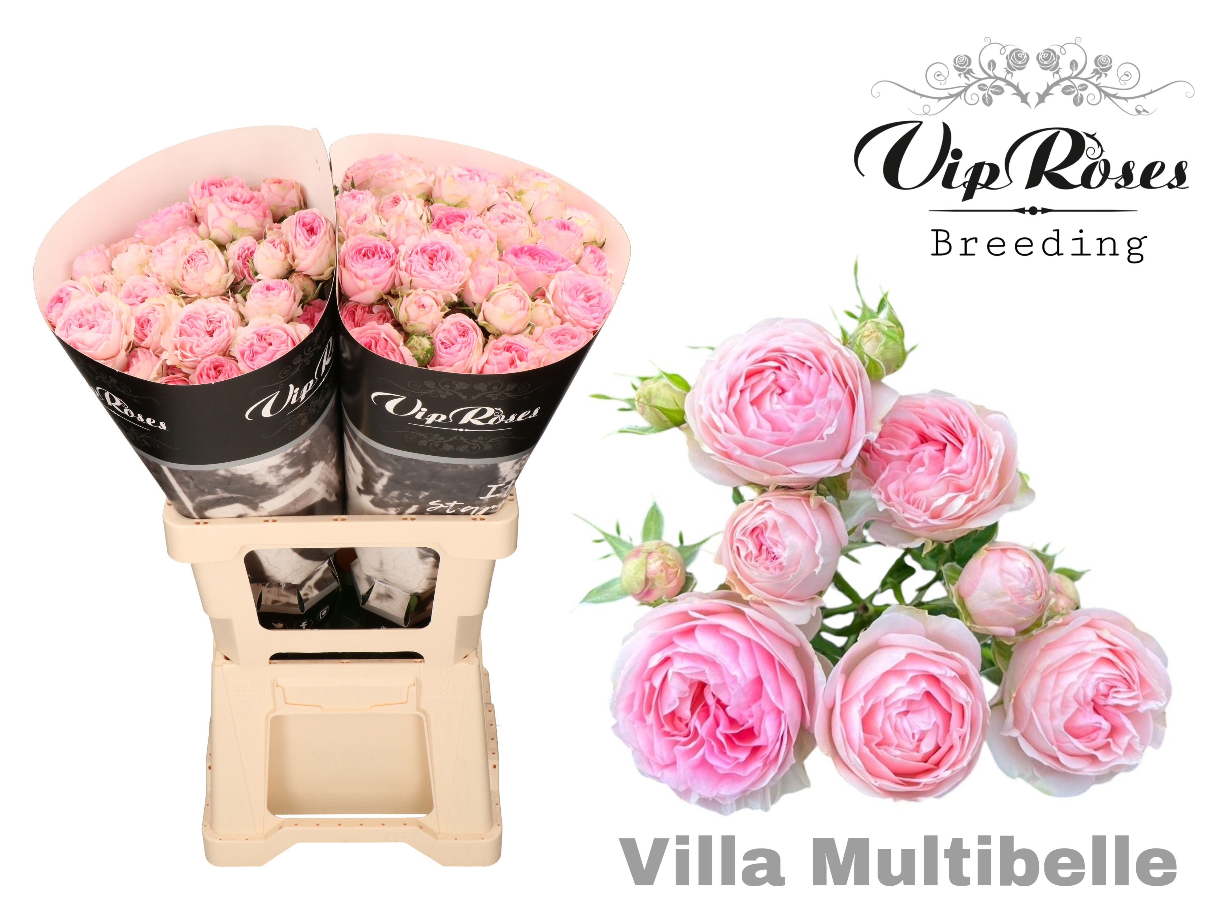 R Tr Villa Multibelle