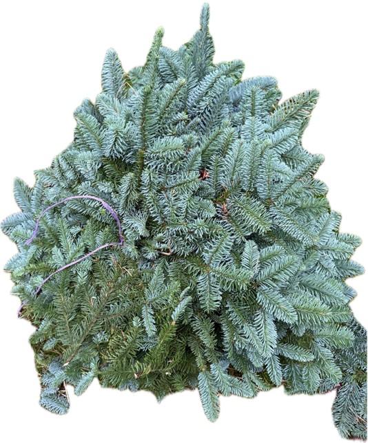Abies Nobilis Blue Per Pack 70cm