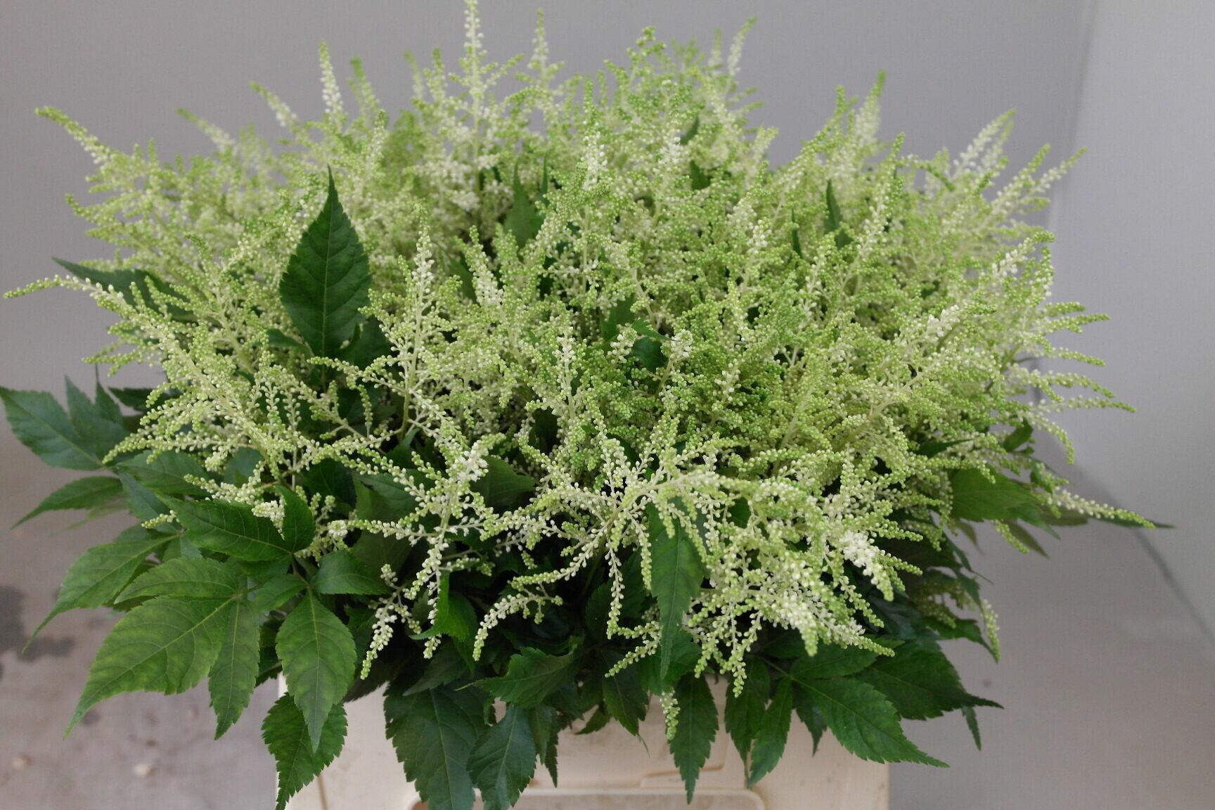 Astilbe Washington