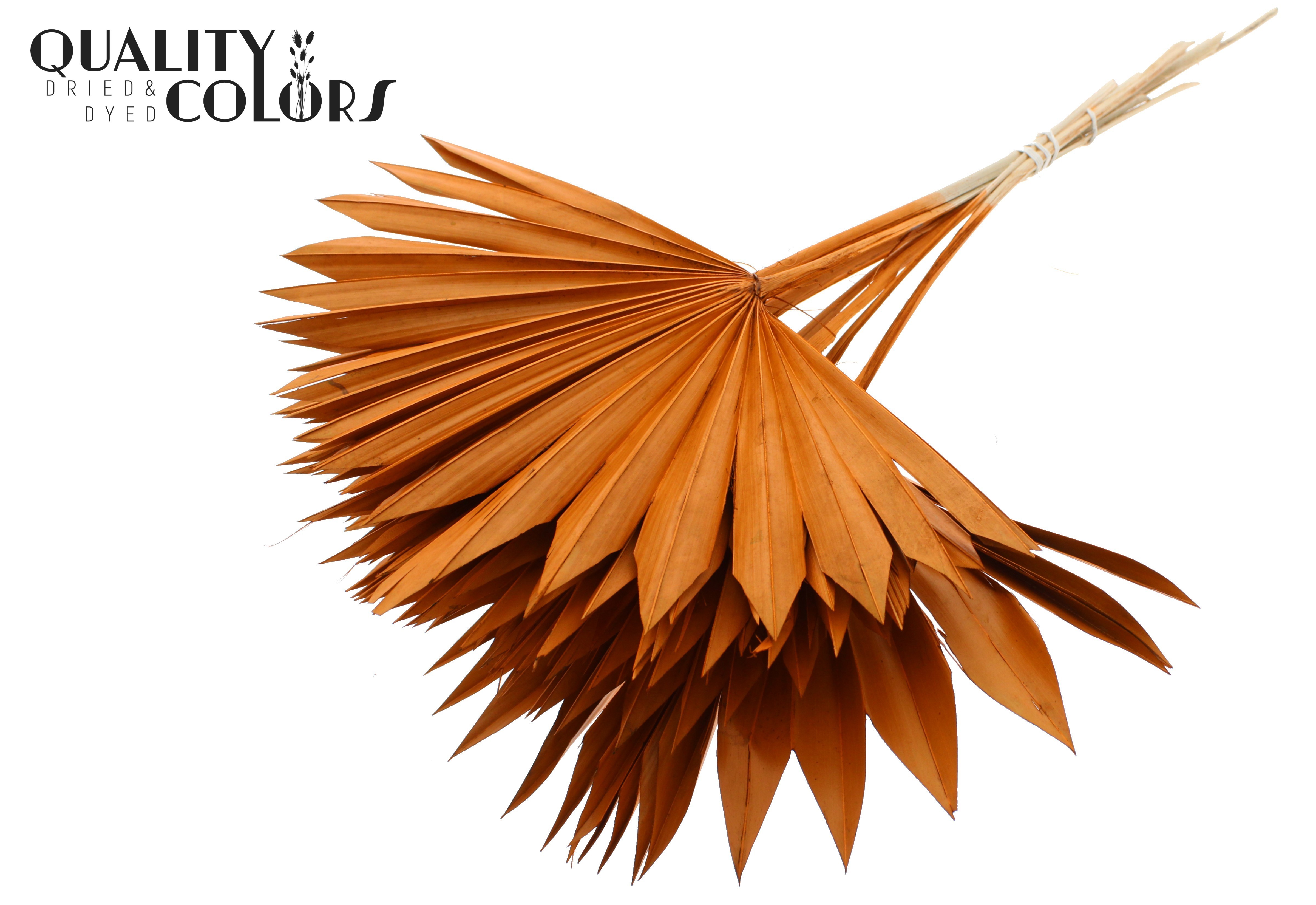 Palm Spear Terracotta 50cm
