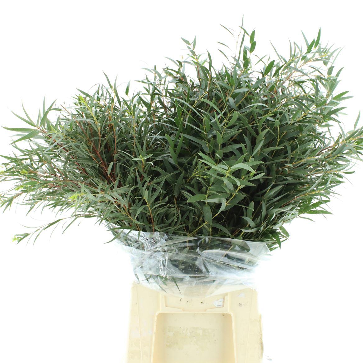 Euca Nicoli 300gram