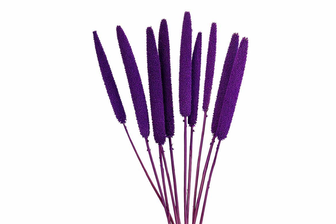 Dried Babala X5 10pc Purple Bunch