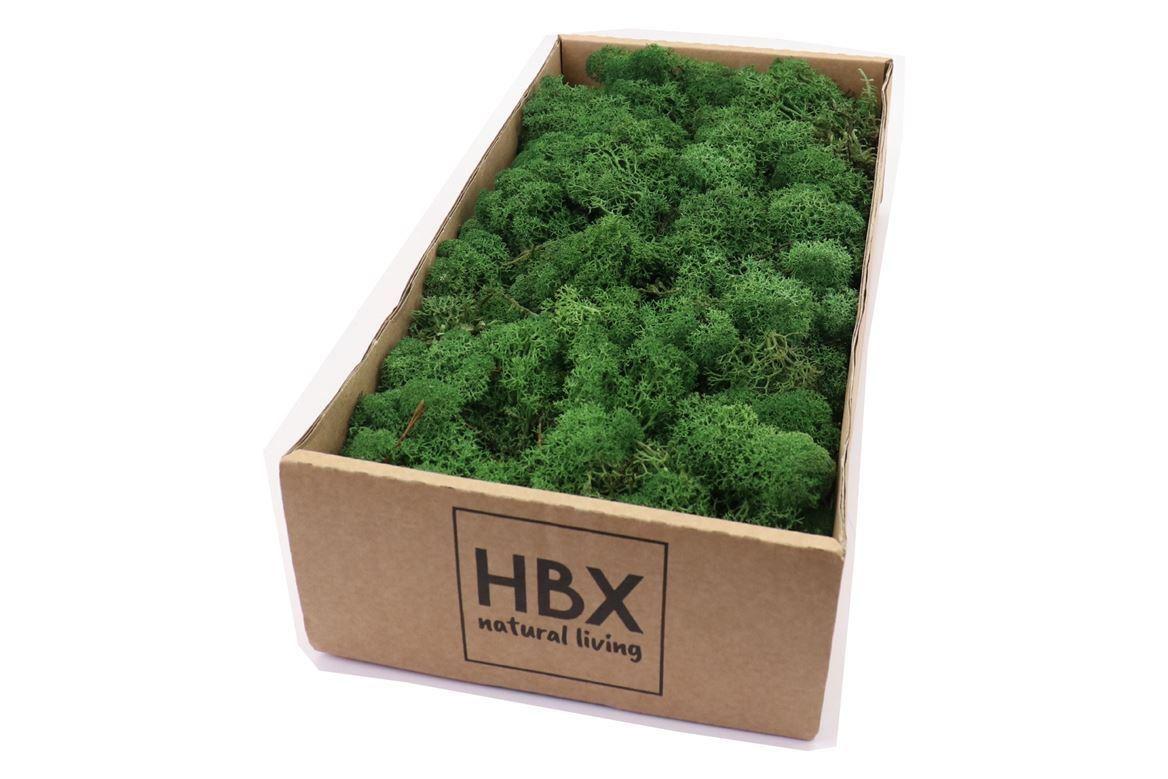 Moss Reindeer Moss 500gr Moss Green