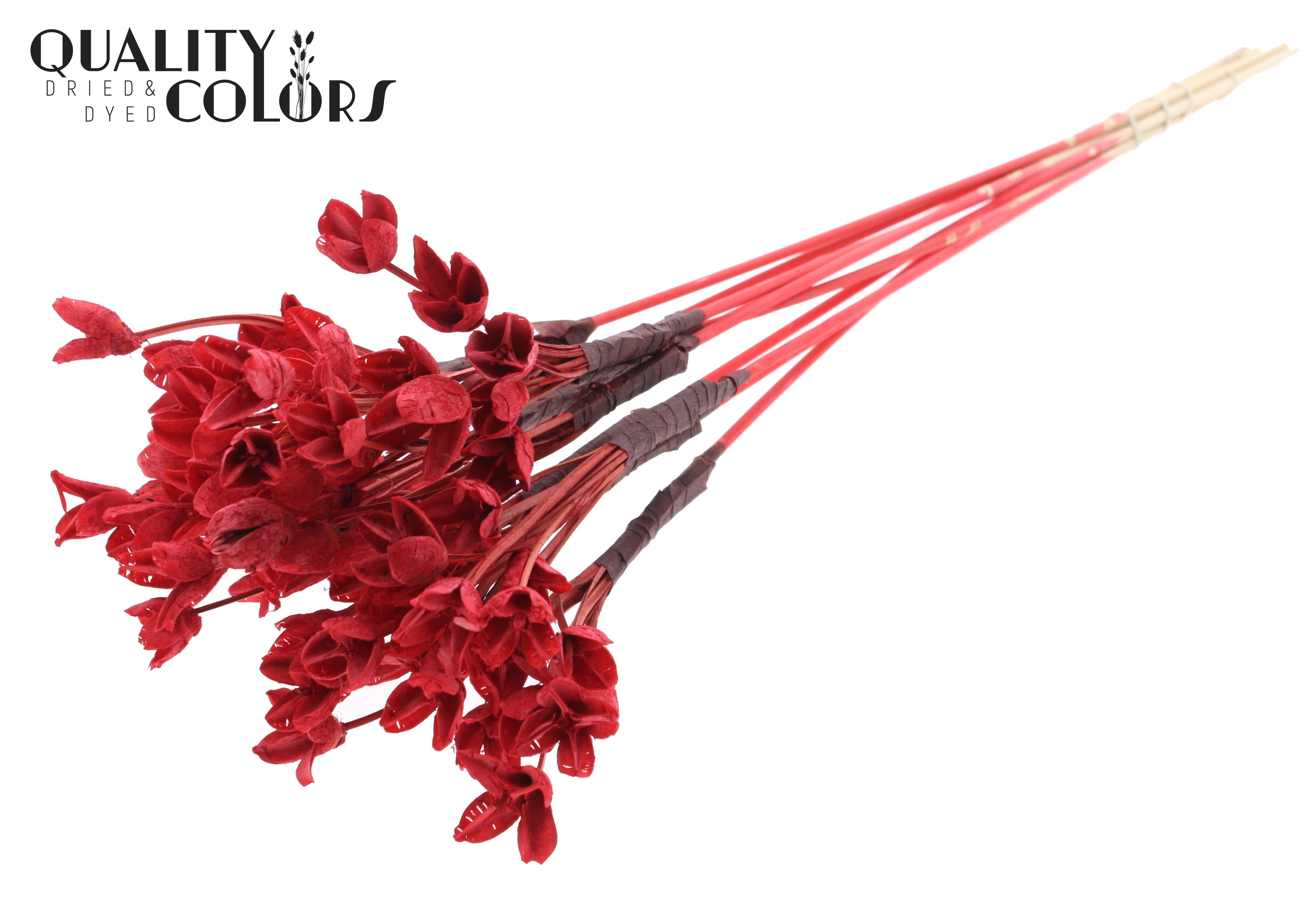 Bakuli Intense Red 50cm