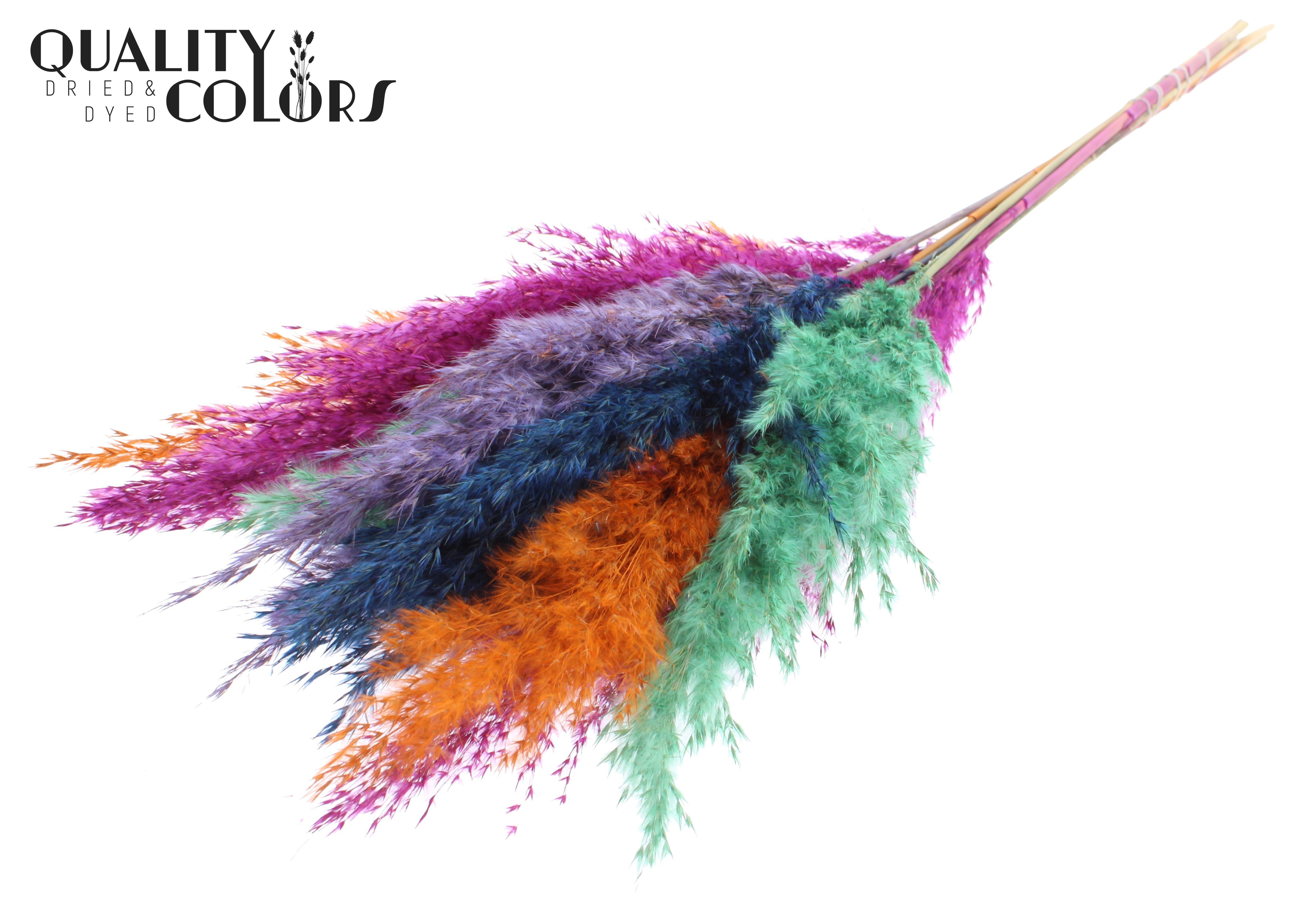 Pampas Grass Neon Dusk Per Bunch 70cm
