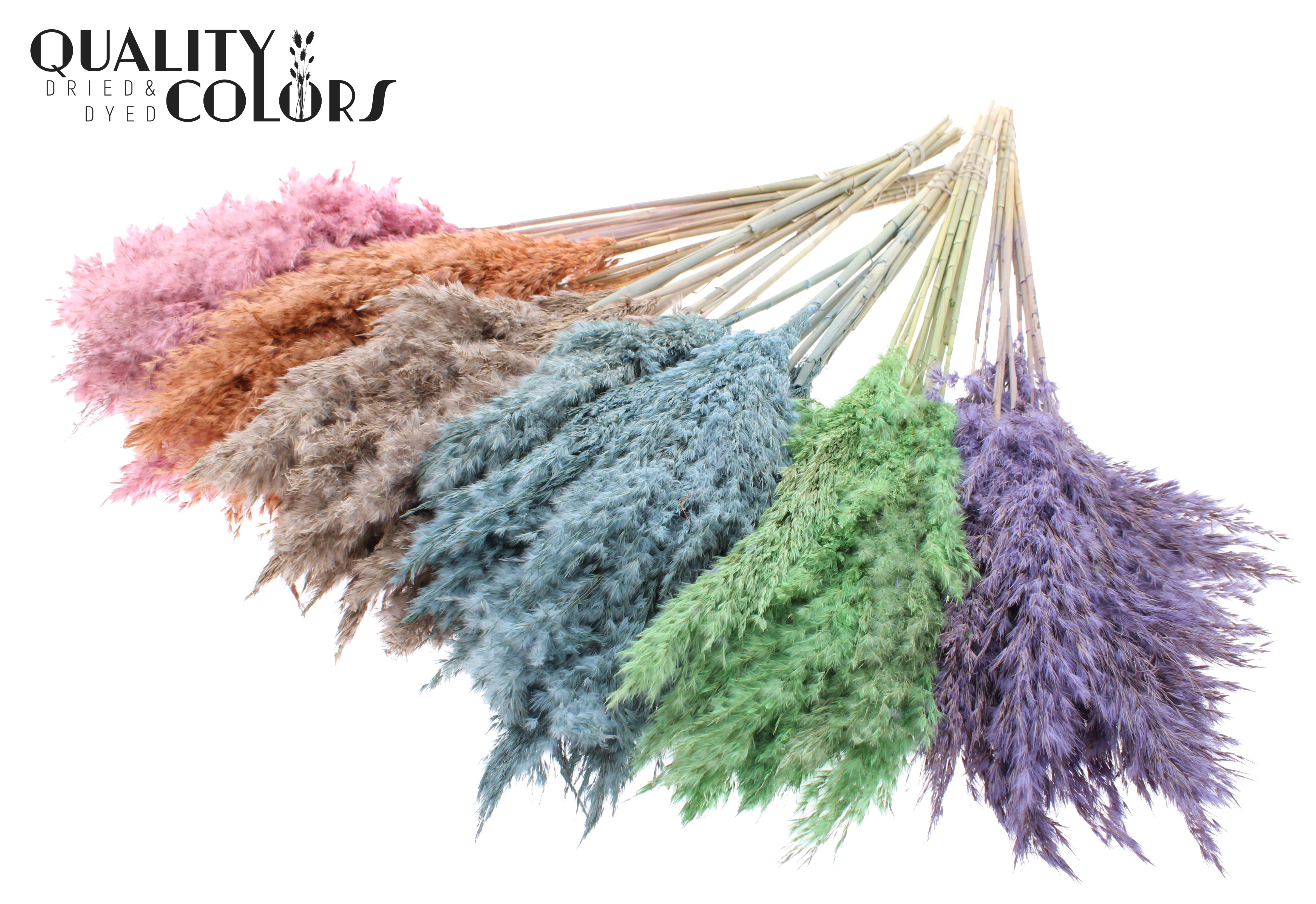 Pampas Grass Frosted Mix Per Bunch 70cm