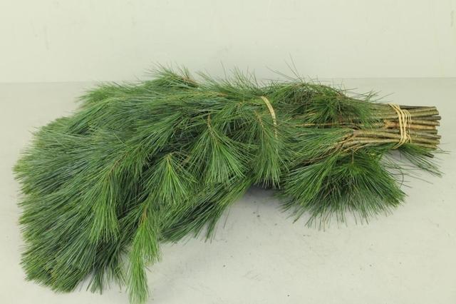 Pinus Strobus 70cm