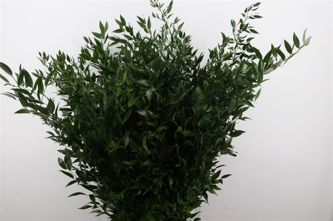 Ruscus Long 4 Stems P Bunch
