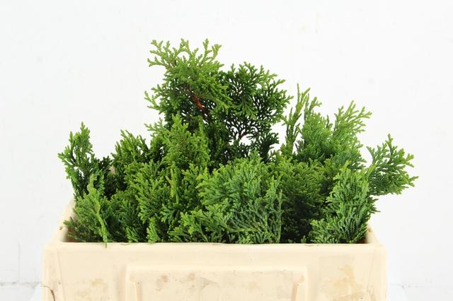 Chamaecyparis Obtusa Nana Gracilis Per Bunch 20cm
