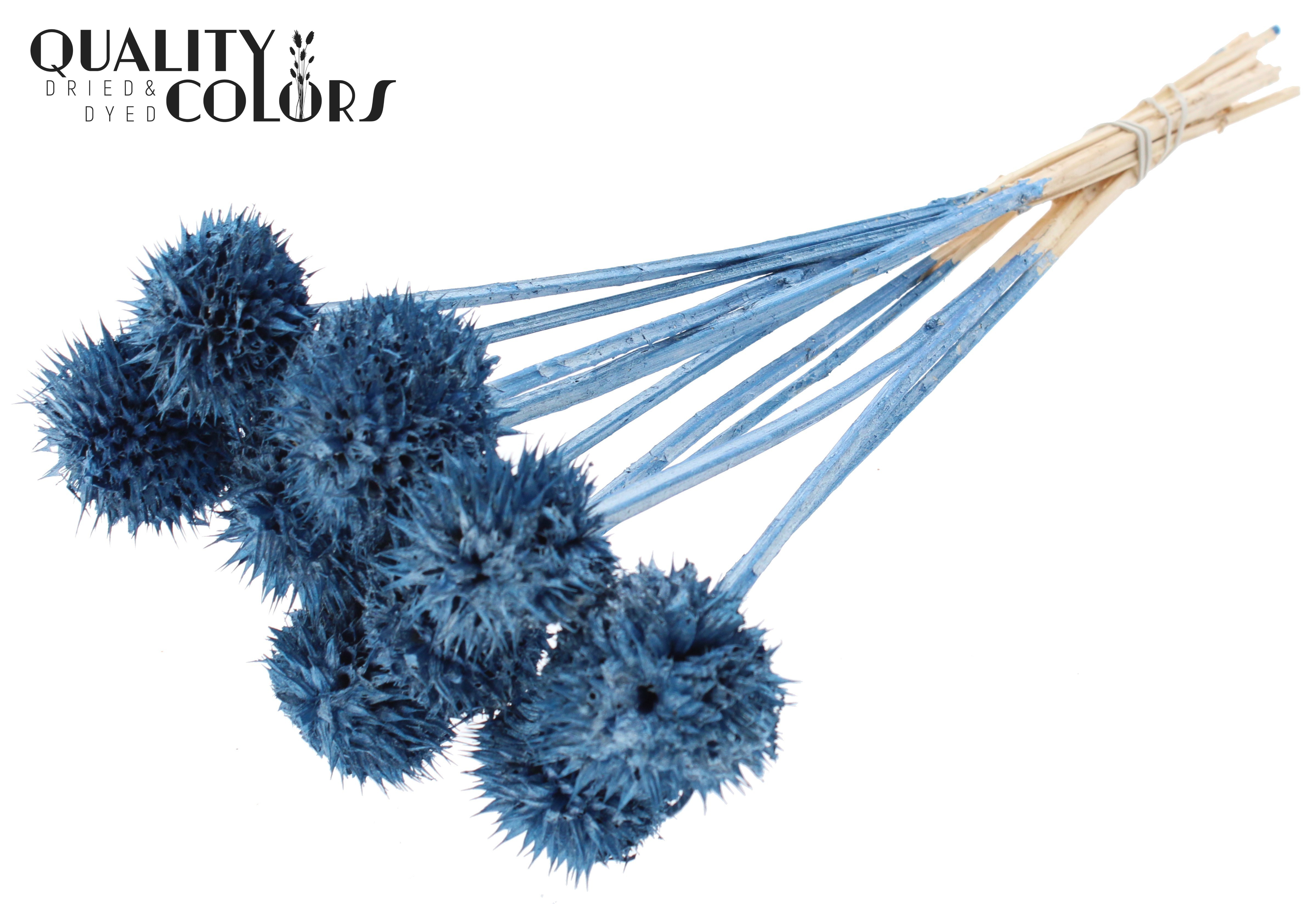 Leonotis Leonurus Metallic Blue Per Bunch 50cm