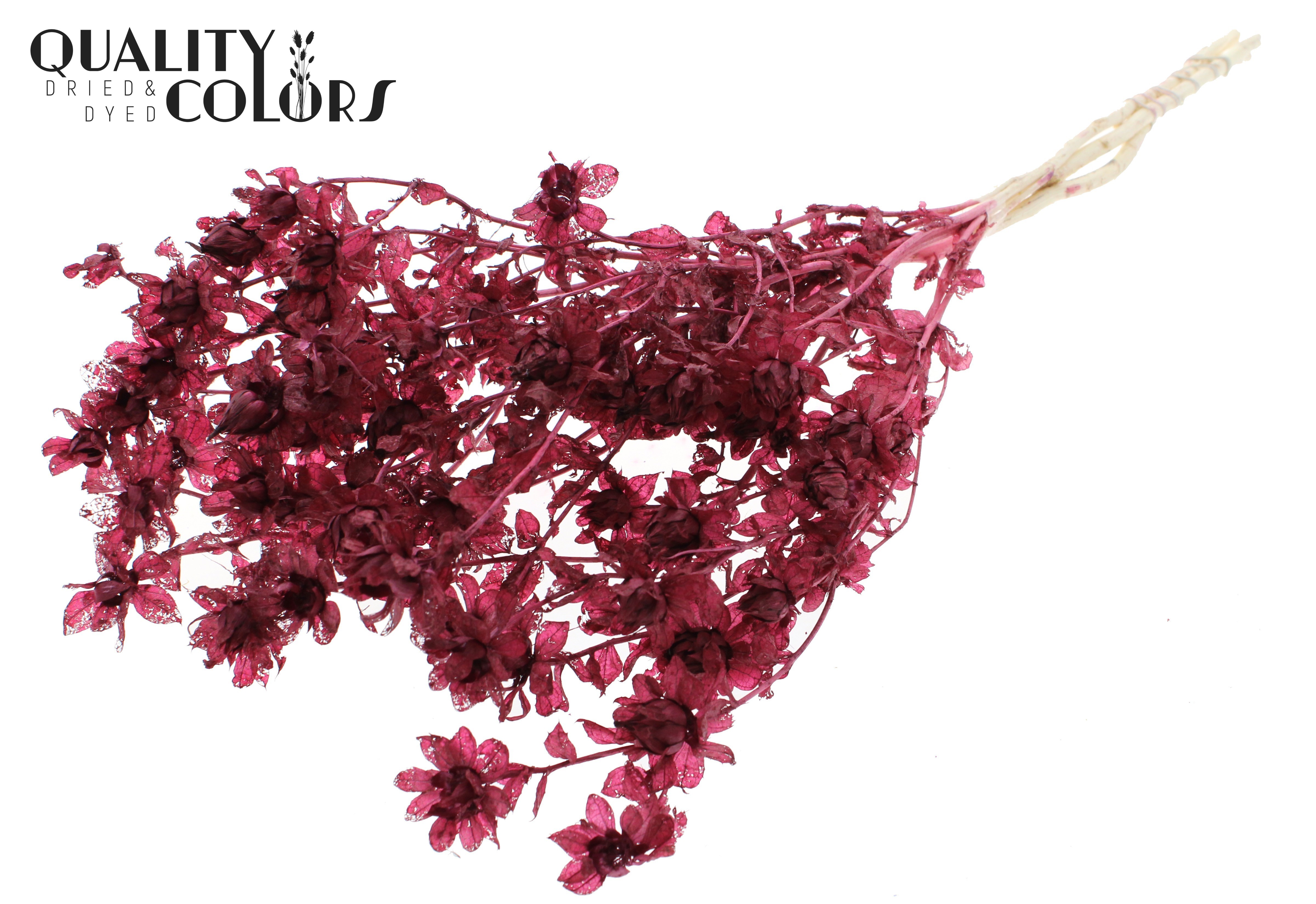Carthamus Intense Burgundy Per Bunch 70cm
