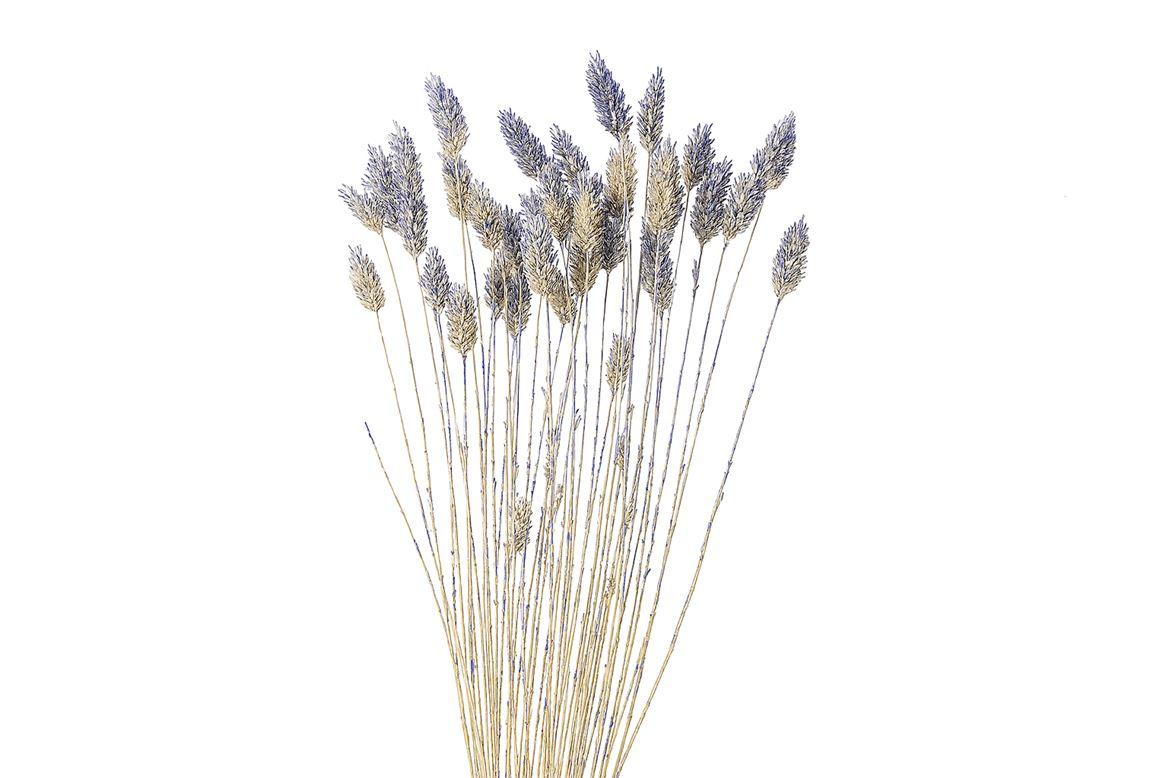 Dried Artz Phalaris Matisse Bunch