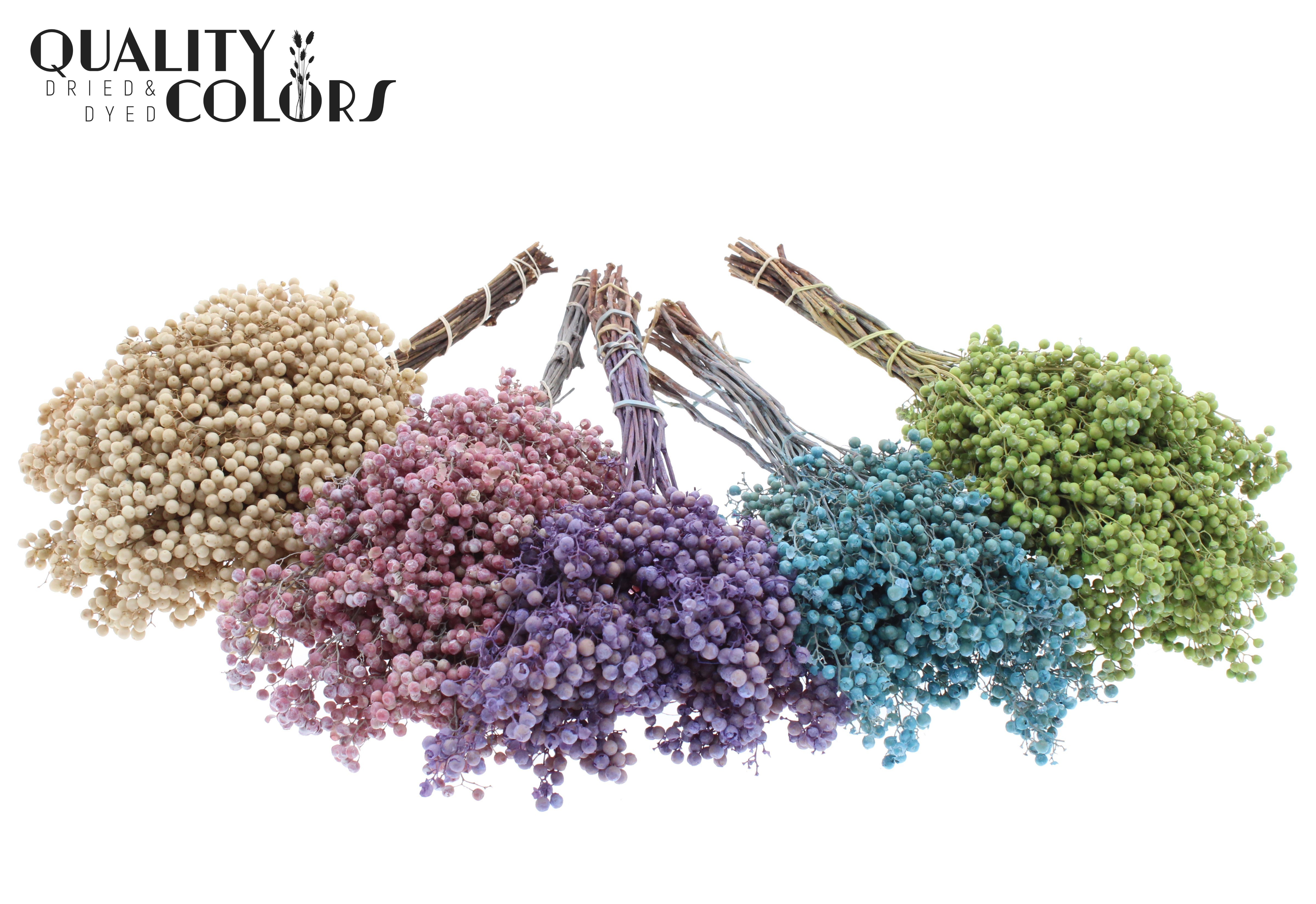 Schinus Mollis Frosted Mix Per Bunch