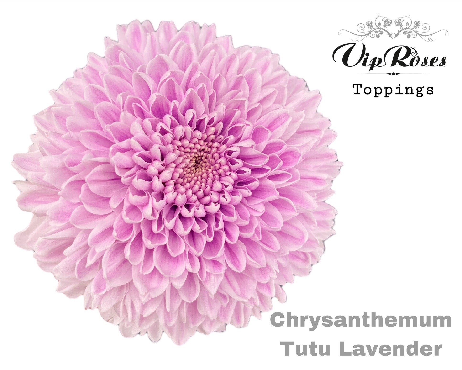 Chr G Tutu Lavendel 70 cm