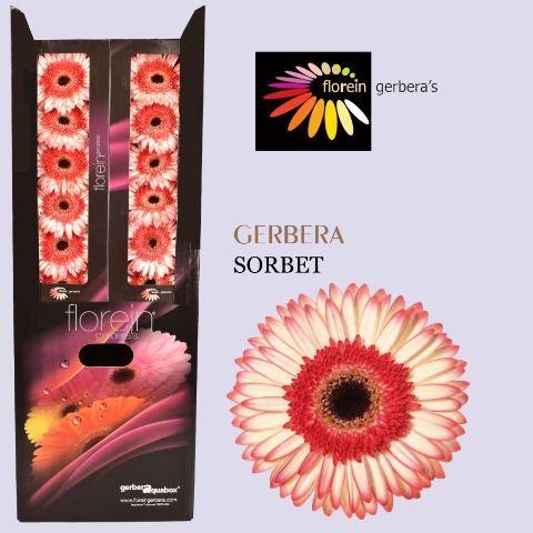 Ge Gr Sorbet Aquabox 80