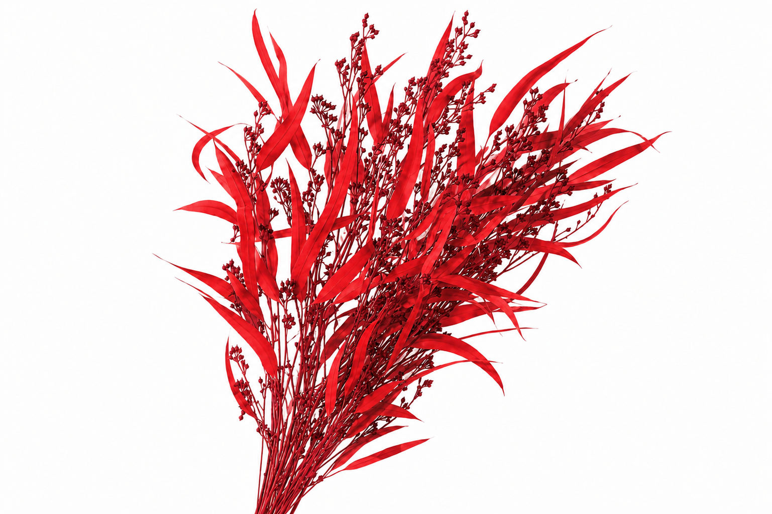 Dried Bleached Eucalyptus Exotica Wine Red