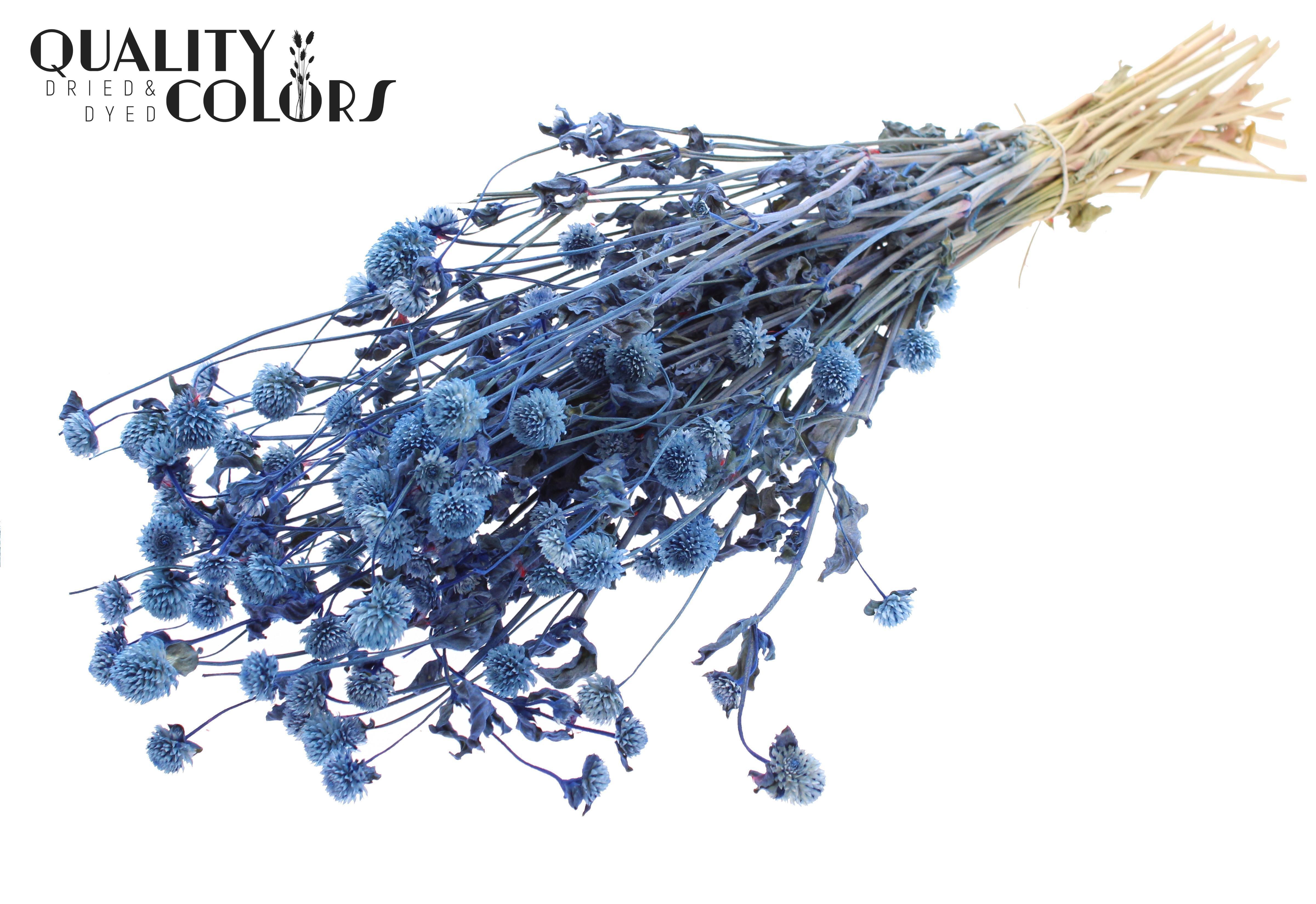 Gomphrena Globosa Blue Per Bunch 60cm