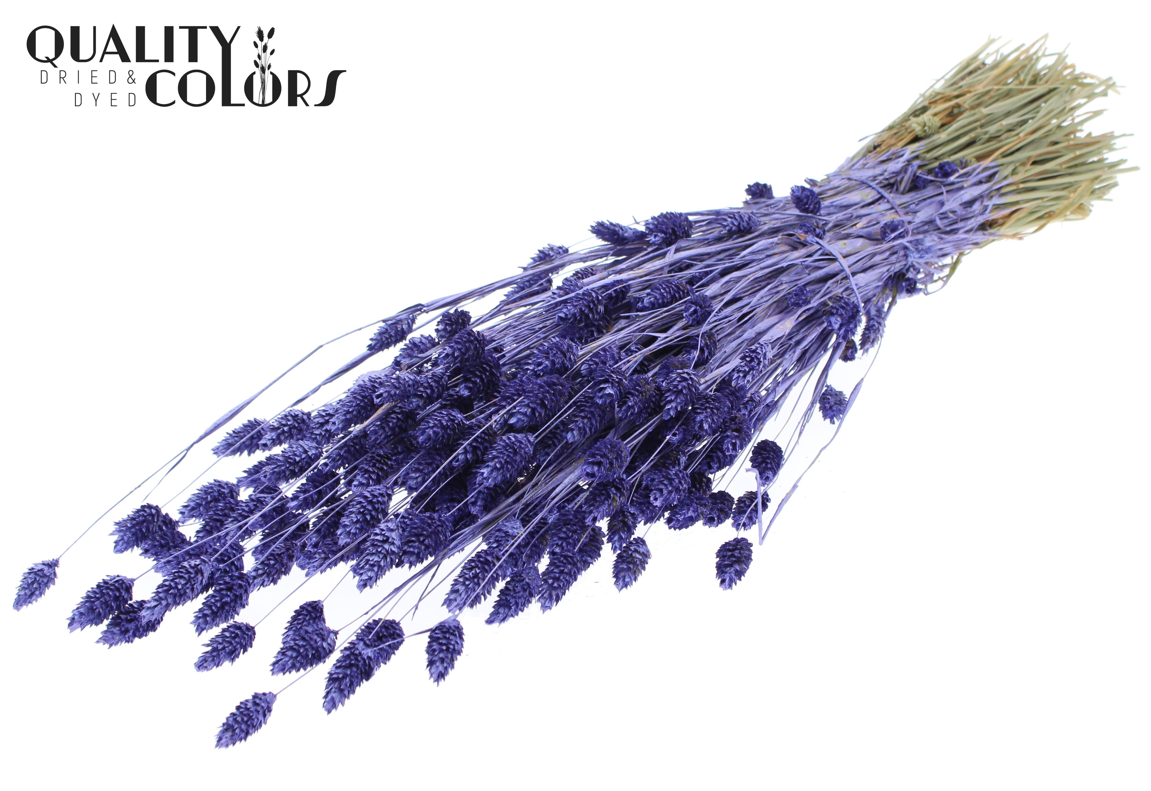 Phalaris Metallic Purple Per Bunch 60cm 220gr.