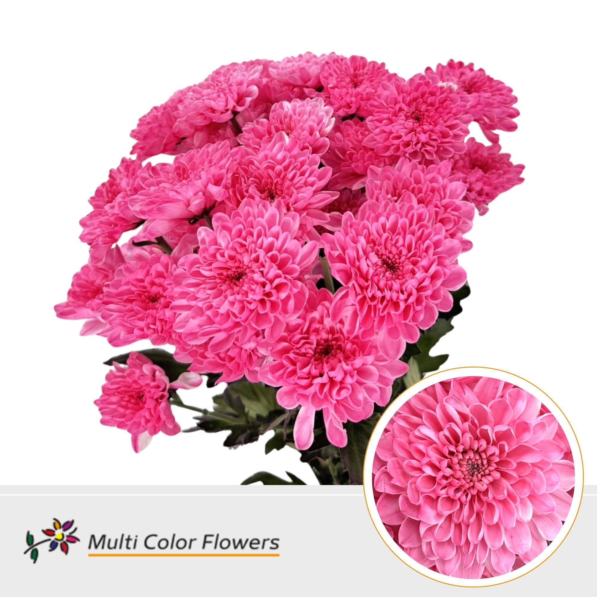 Chrysanth Spray Painted Altaj Rose 60cm
