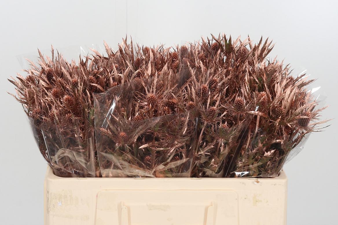 Eryngium Planum Bronze