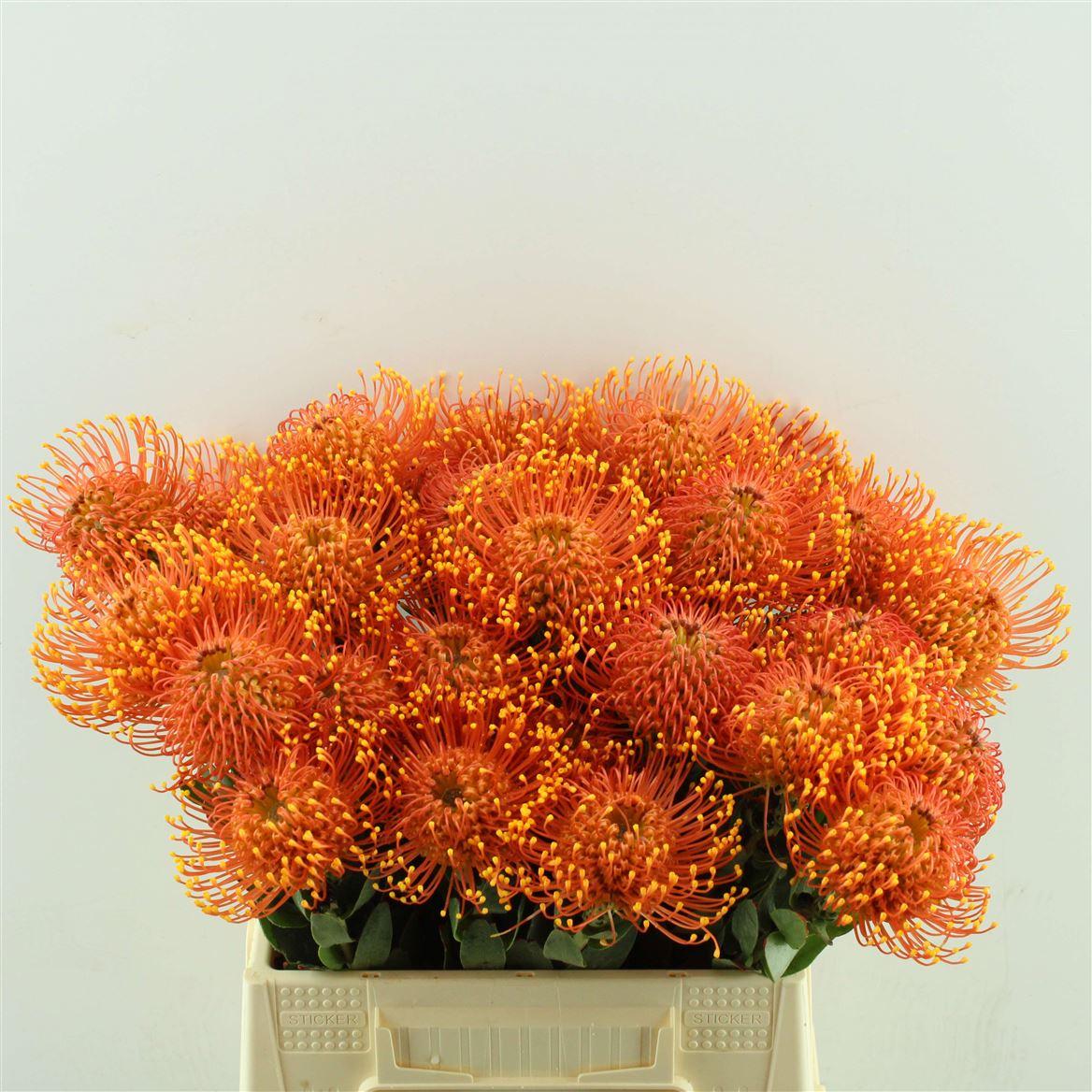 Leucospermum Gold Dust