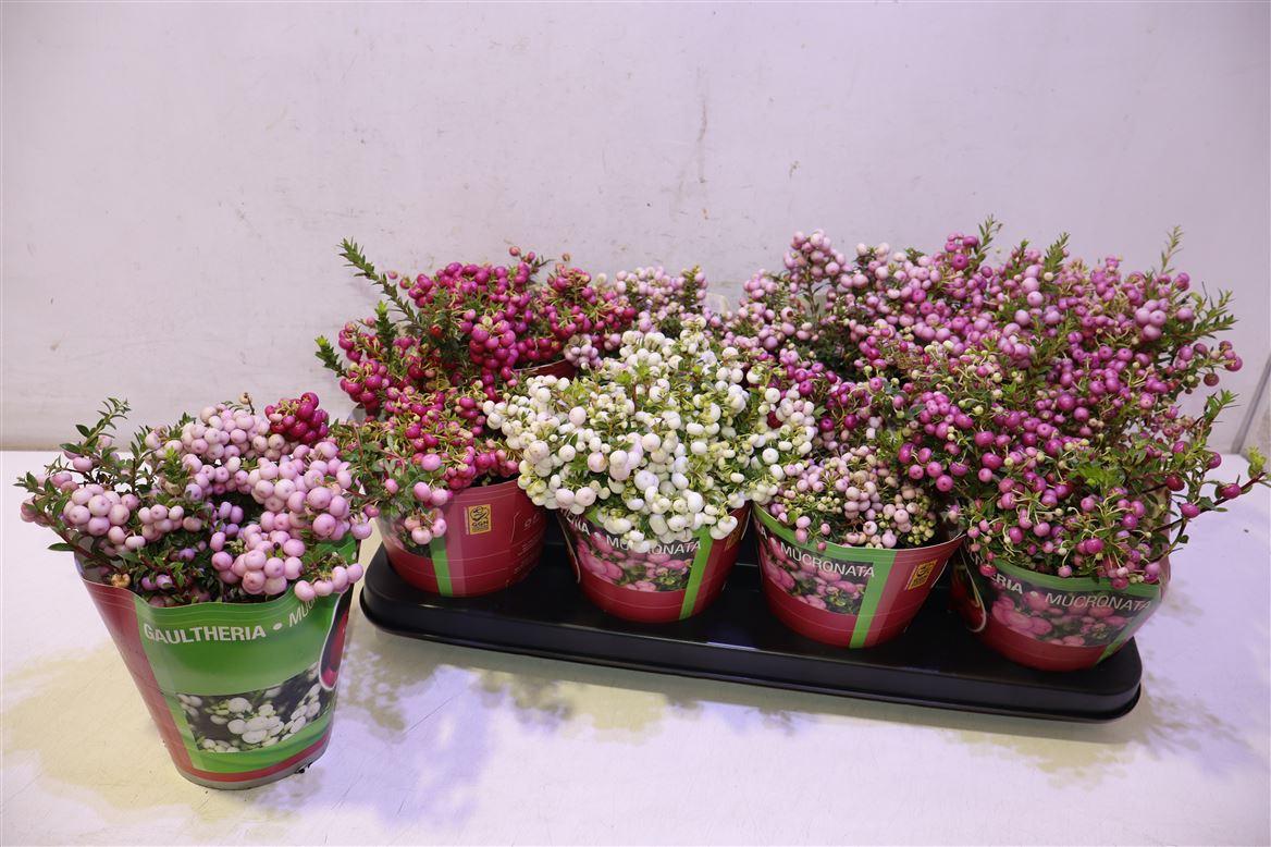 Gaulth Mucronata