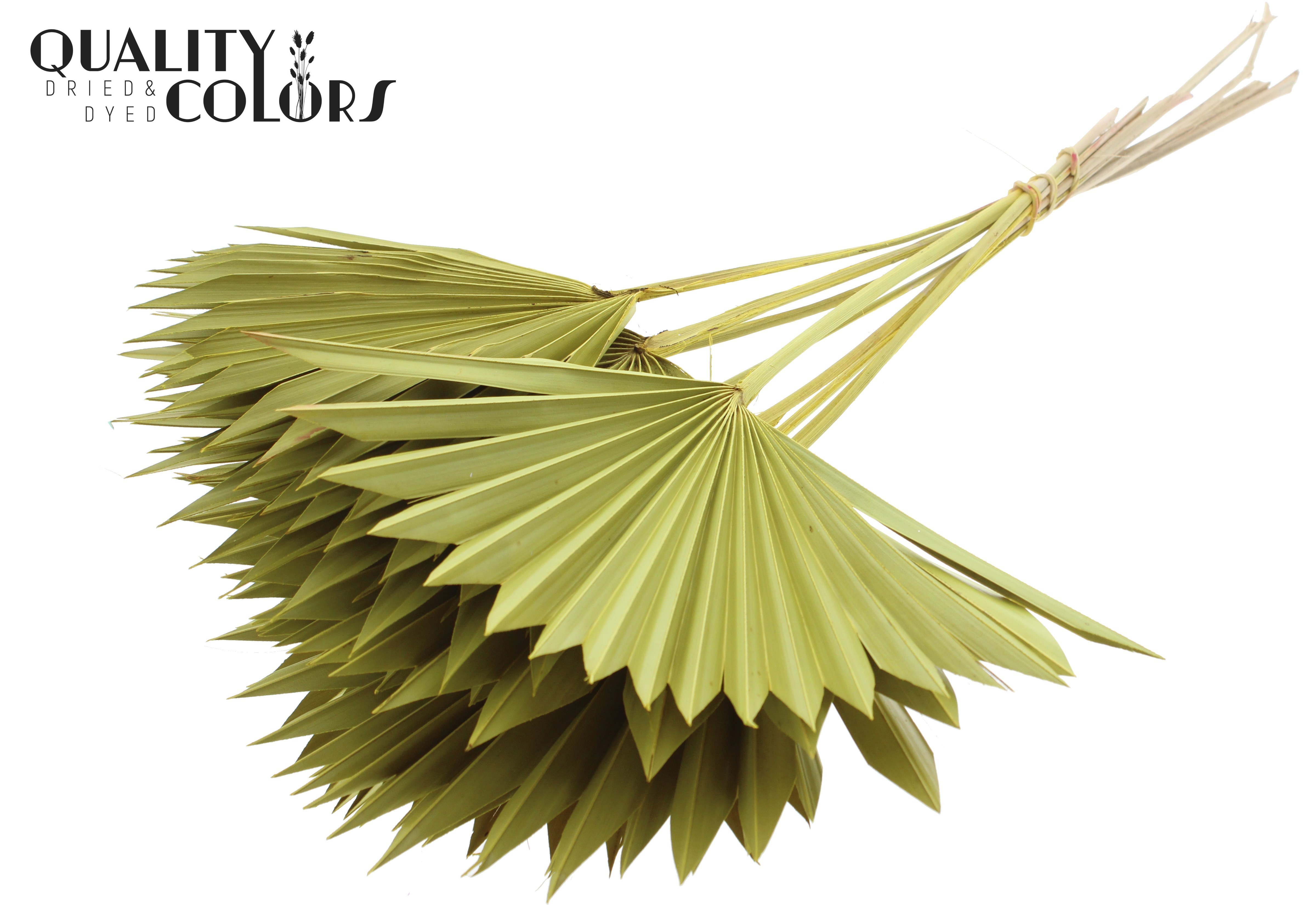 Palm Sun Yellow 50cm