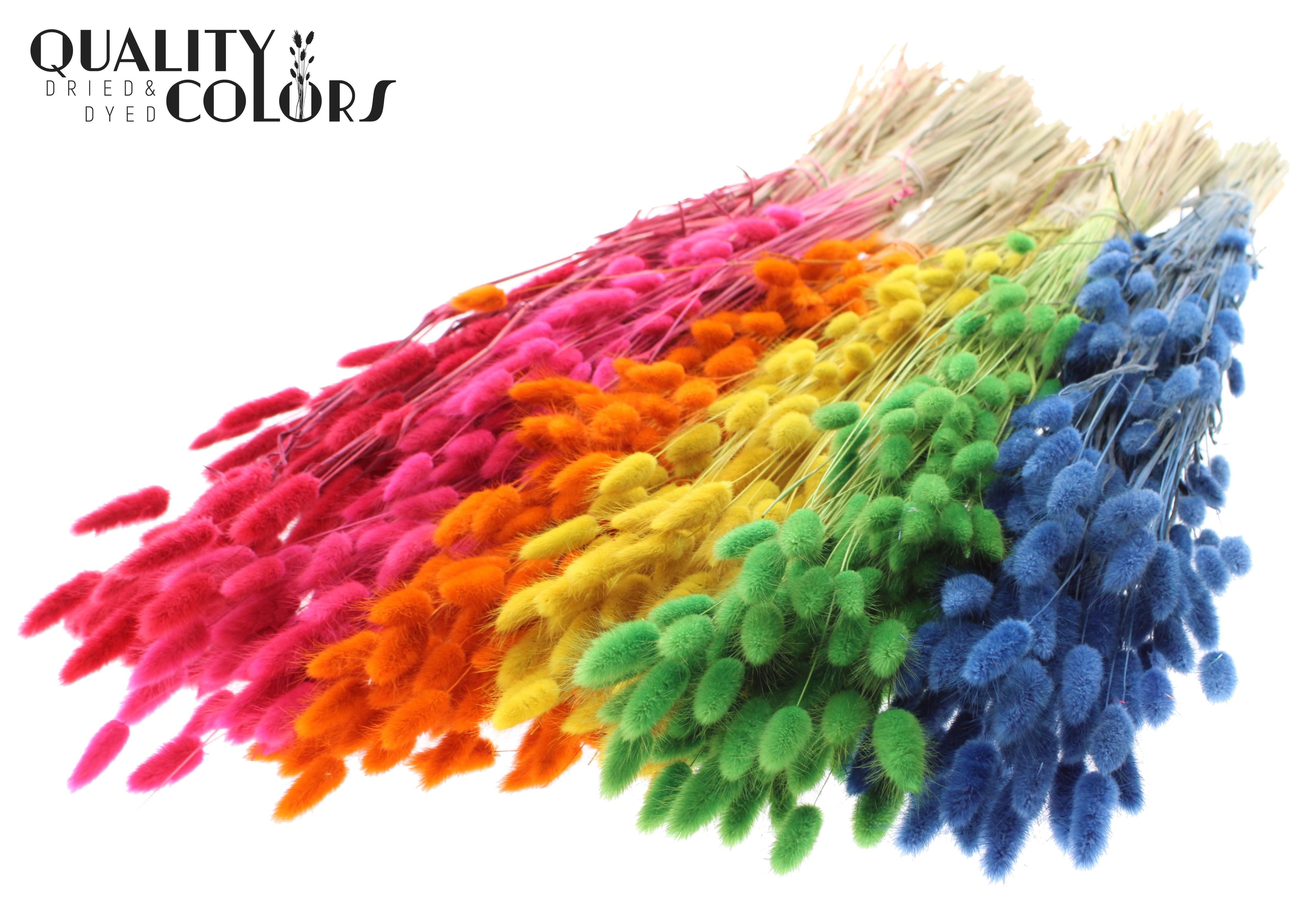 Lagurus Mix Per Bunch 70cm