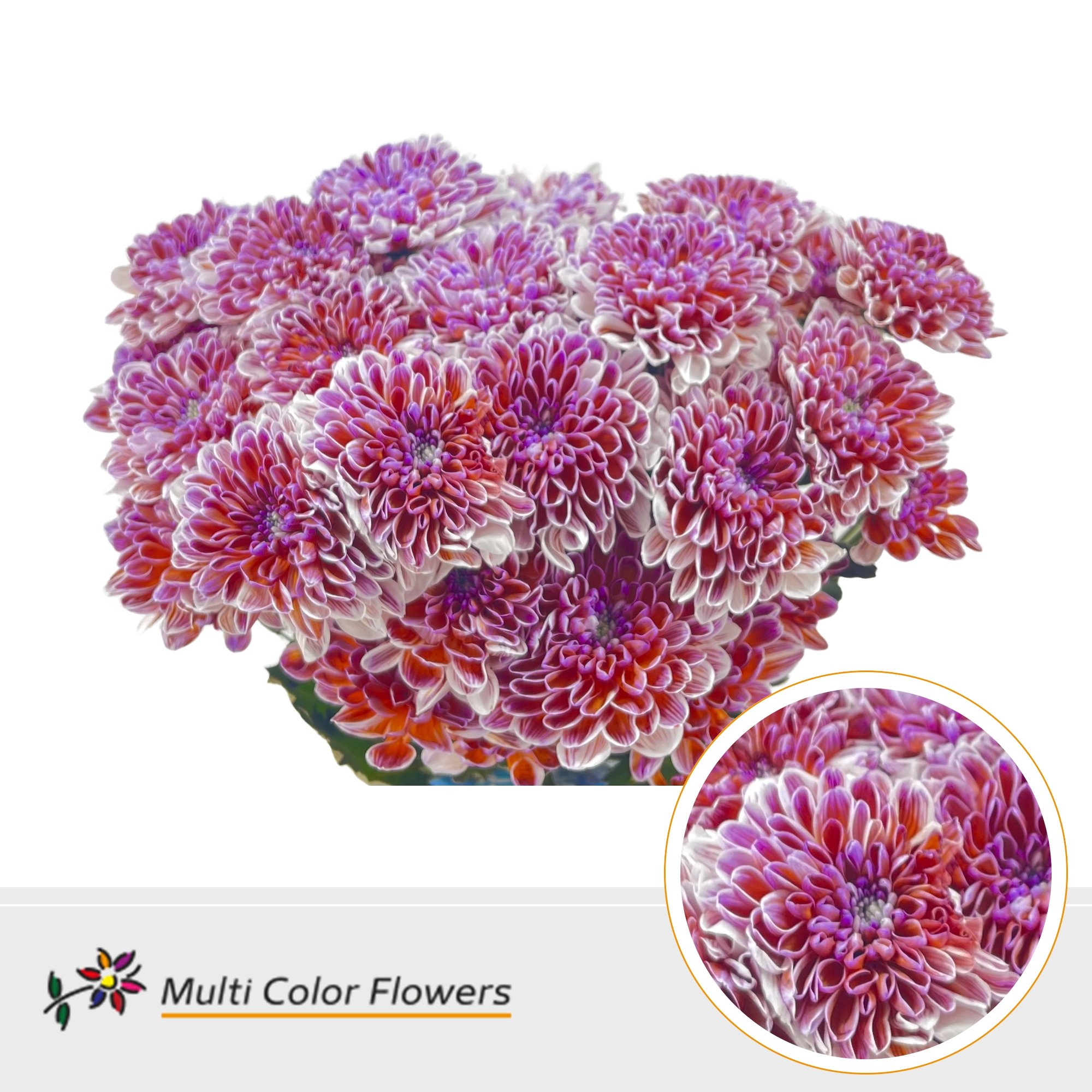 Chrysanth Spray Painted Altaj Berrywood 60cm