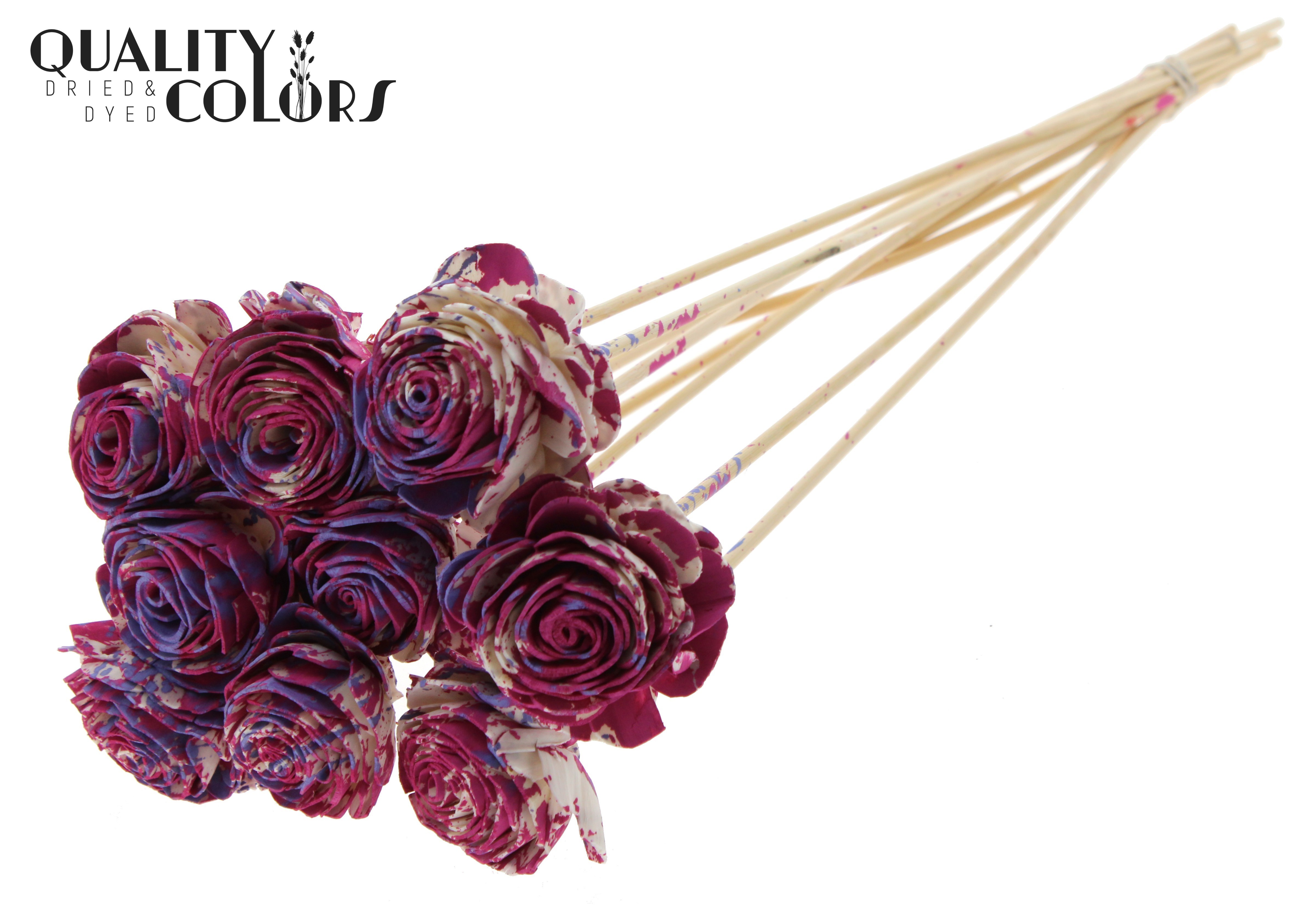 Shola Beauty Rose Multicolour Cerise Milka 50cm