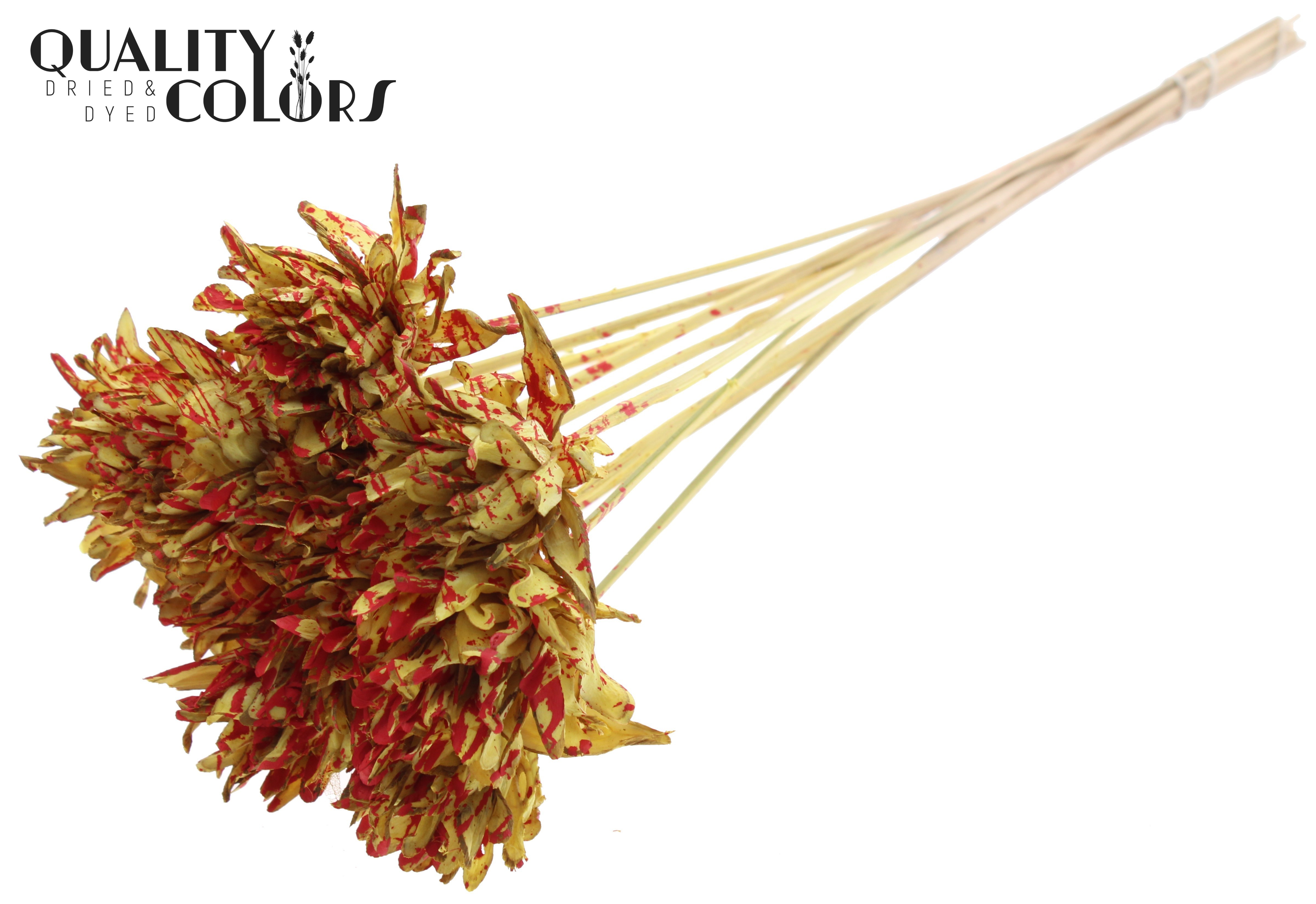 Shola Slice Pine Splashed Yellow Red 50cm