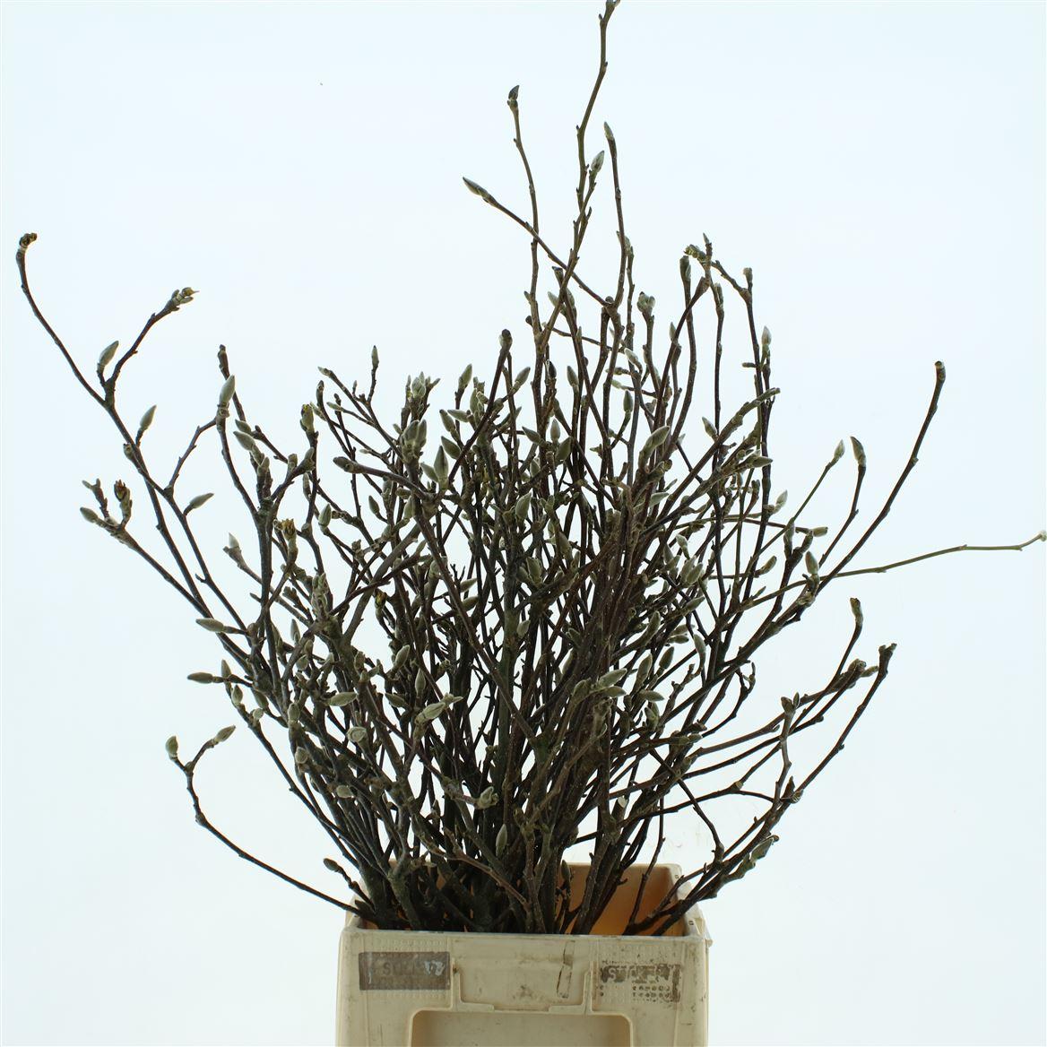 Magnolia Grandiflora 100cm