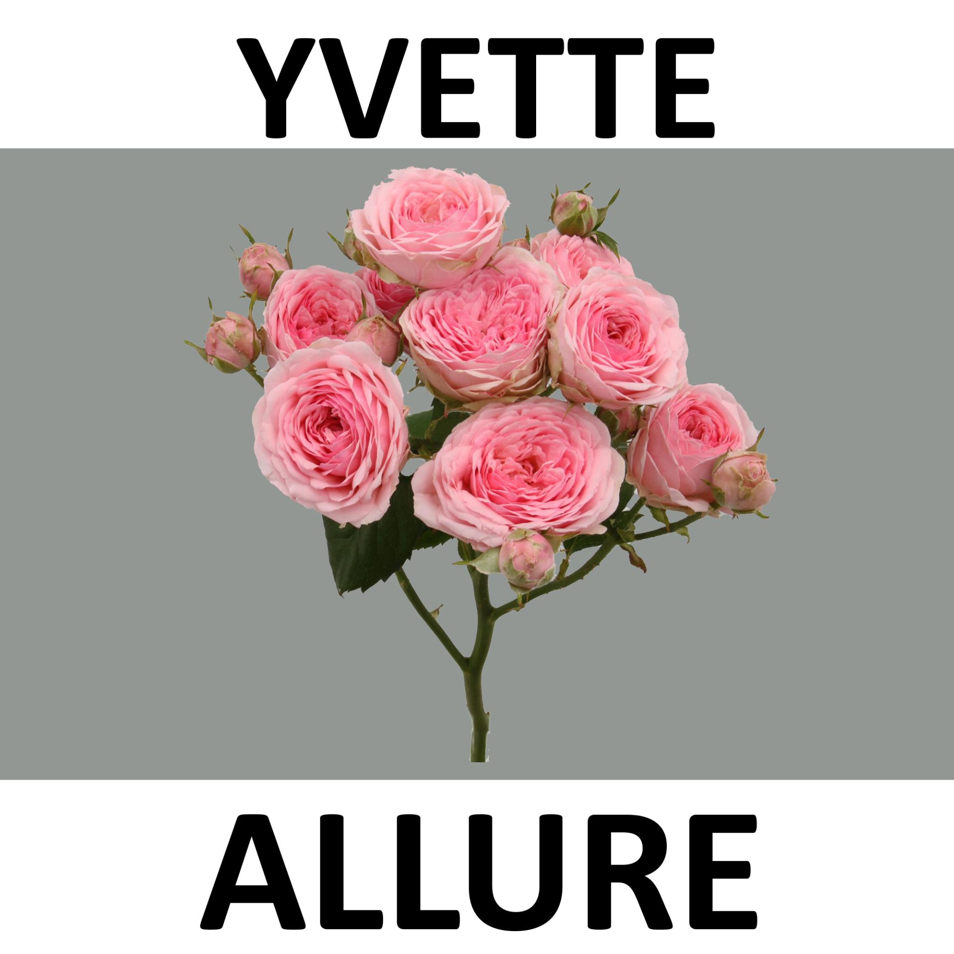 Rosa Spr Yvette 90cm