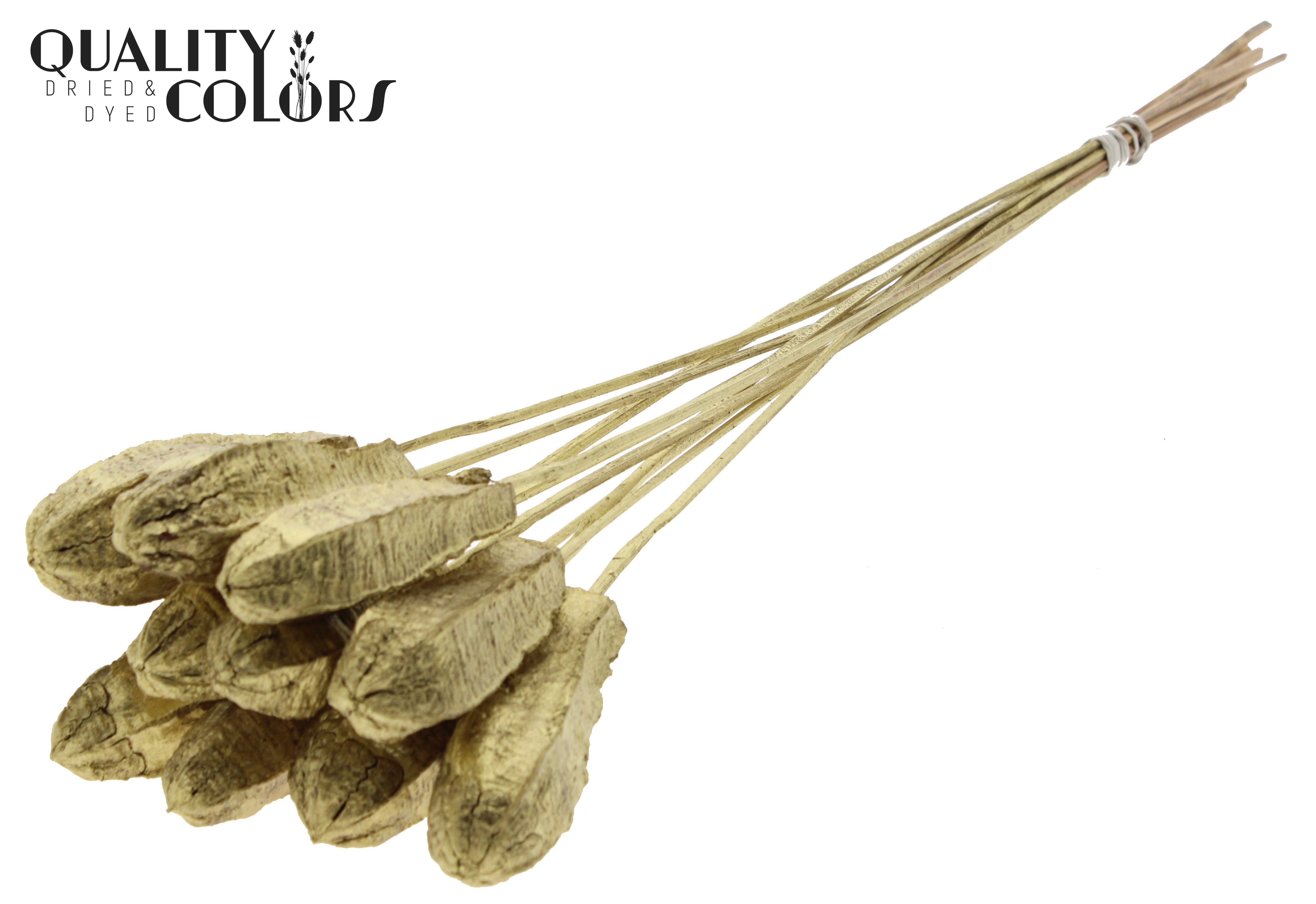 Mehogani Gold 50cm