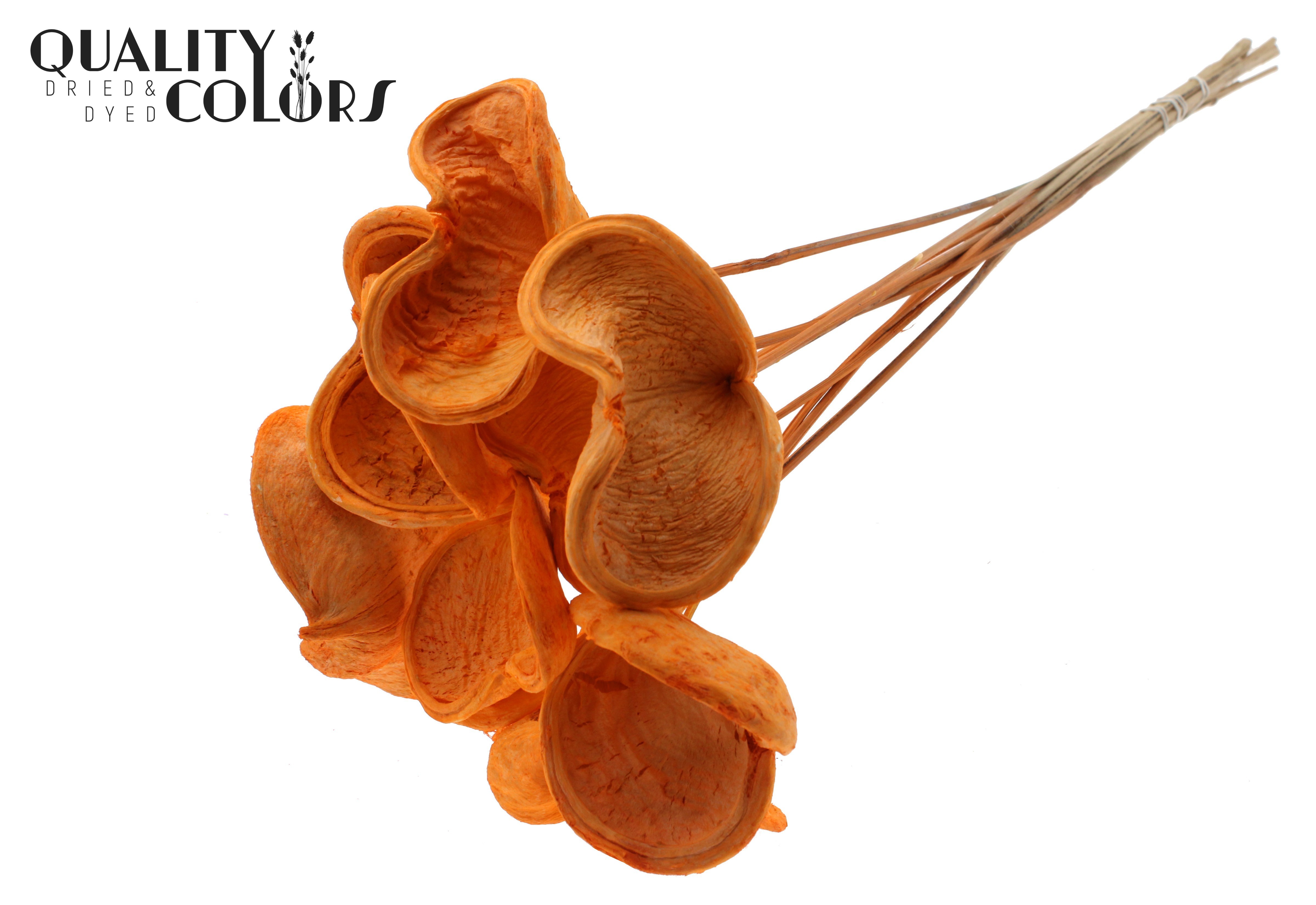 Badam Intense Orange 50cm
