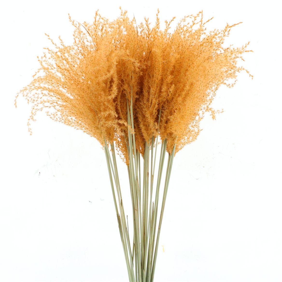 Dried Stipa Feather Salmon