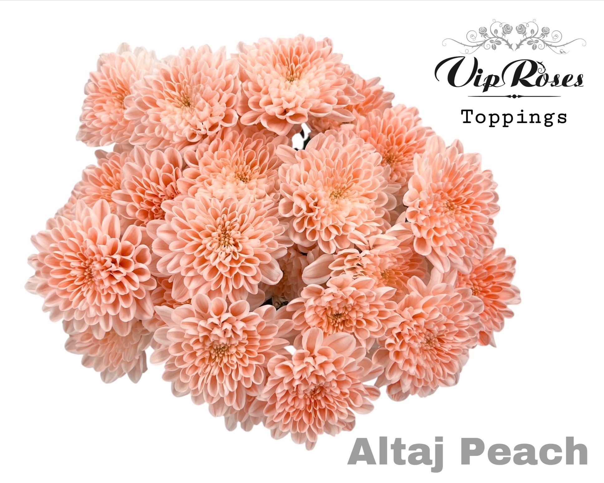 Chr T Altaj Peach 70 cm