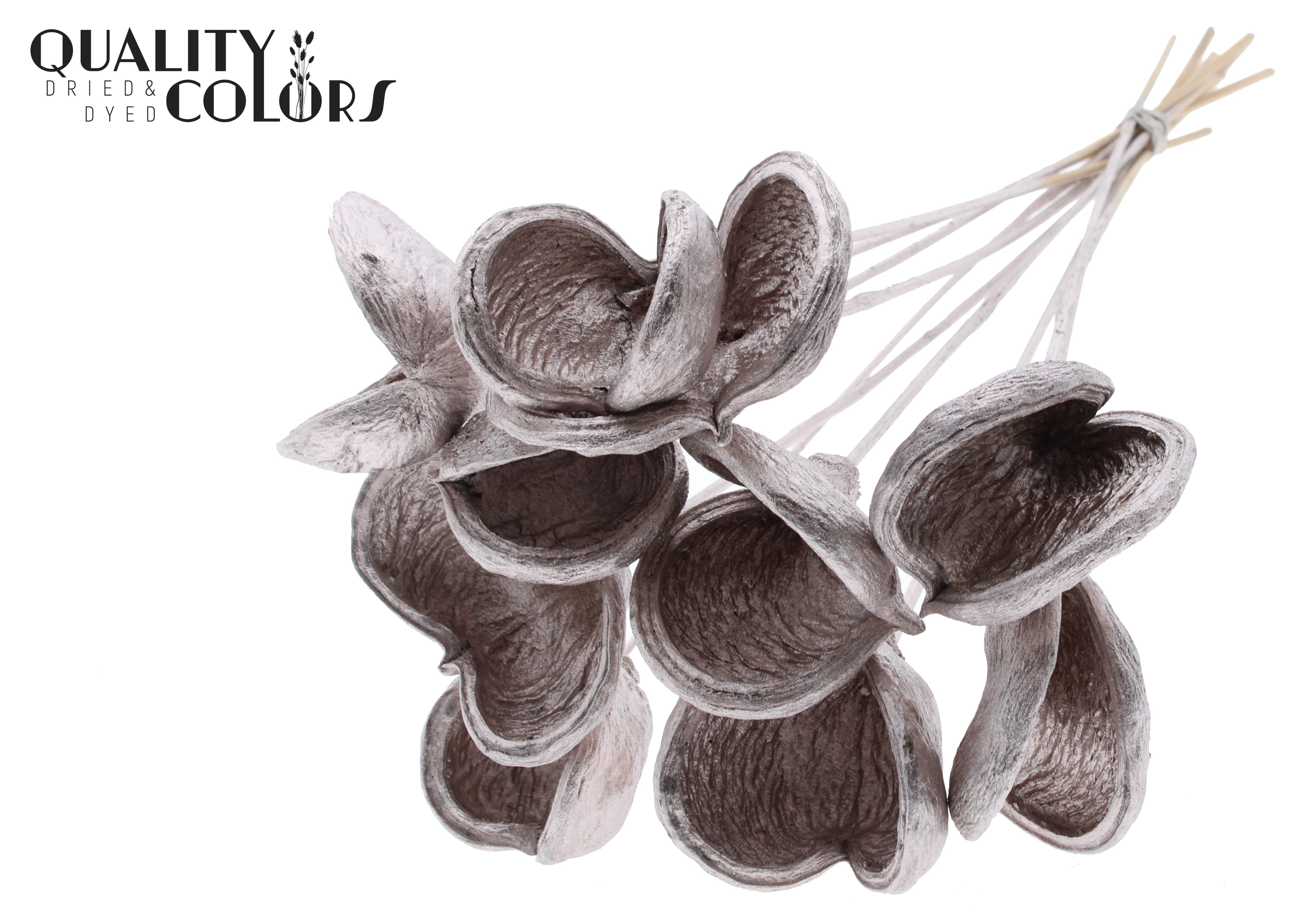 Badam Champagne 50cm